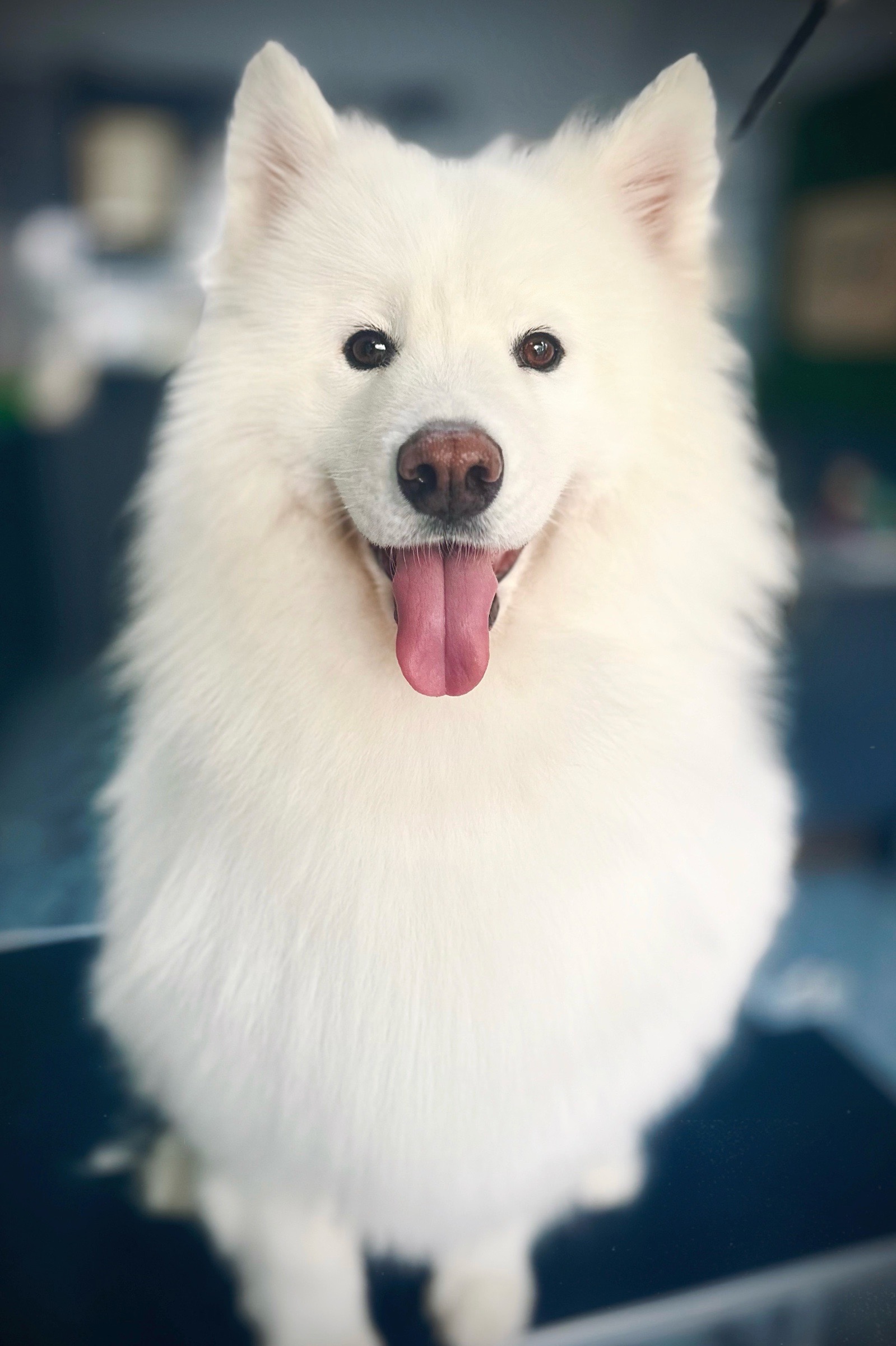 Vénusz kutyakozmetika Makó galéria