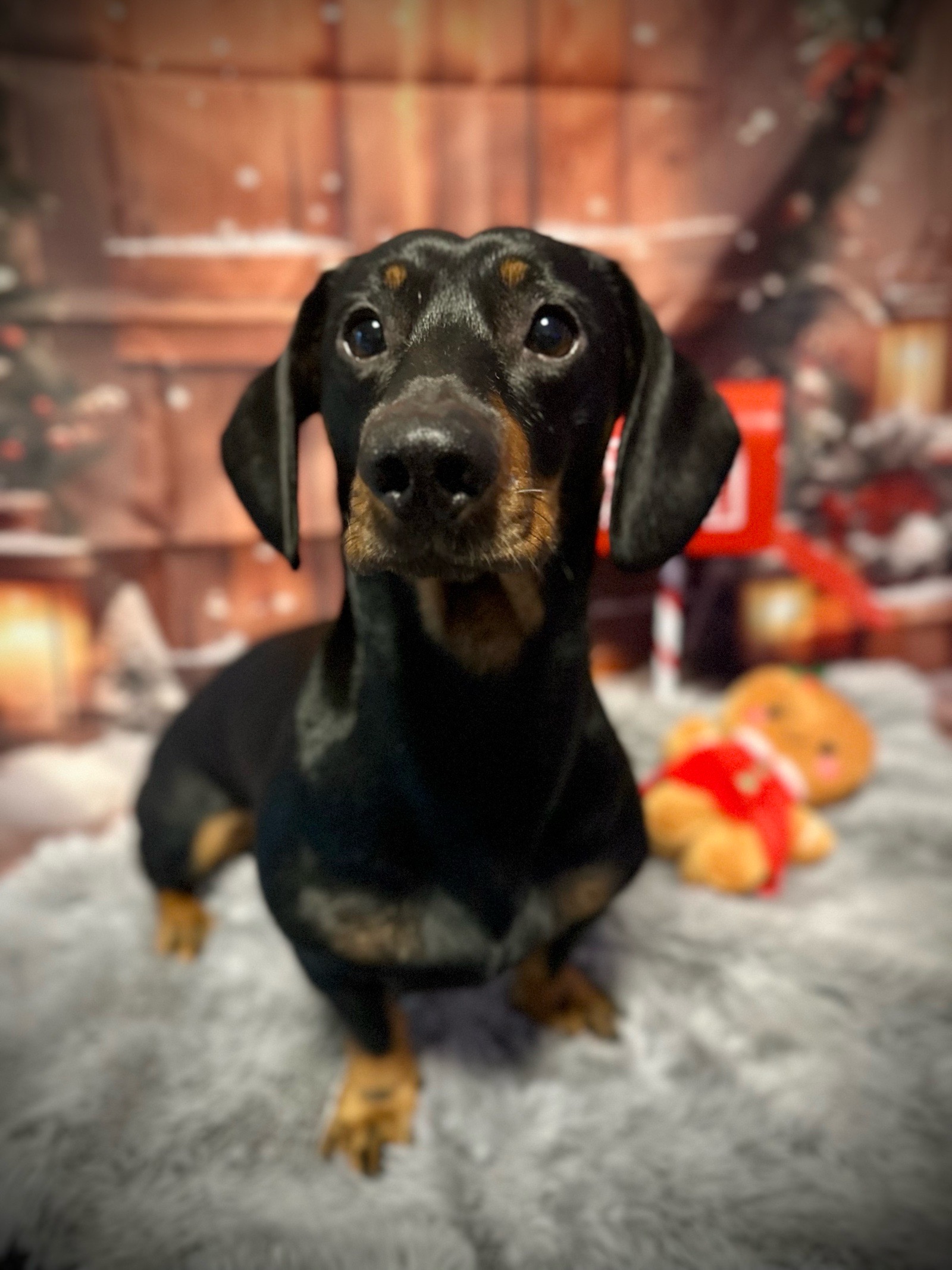 Vénusz kutyakozmetika Makó galéria