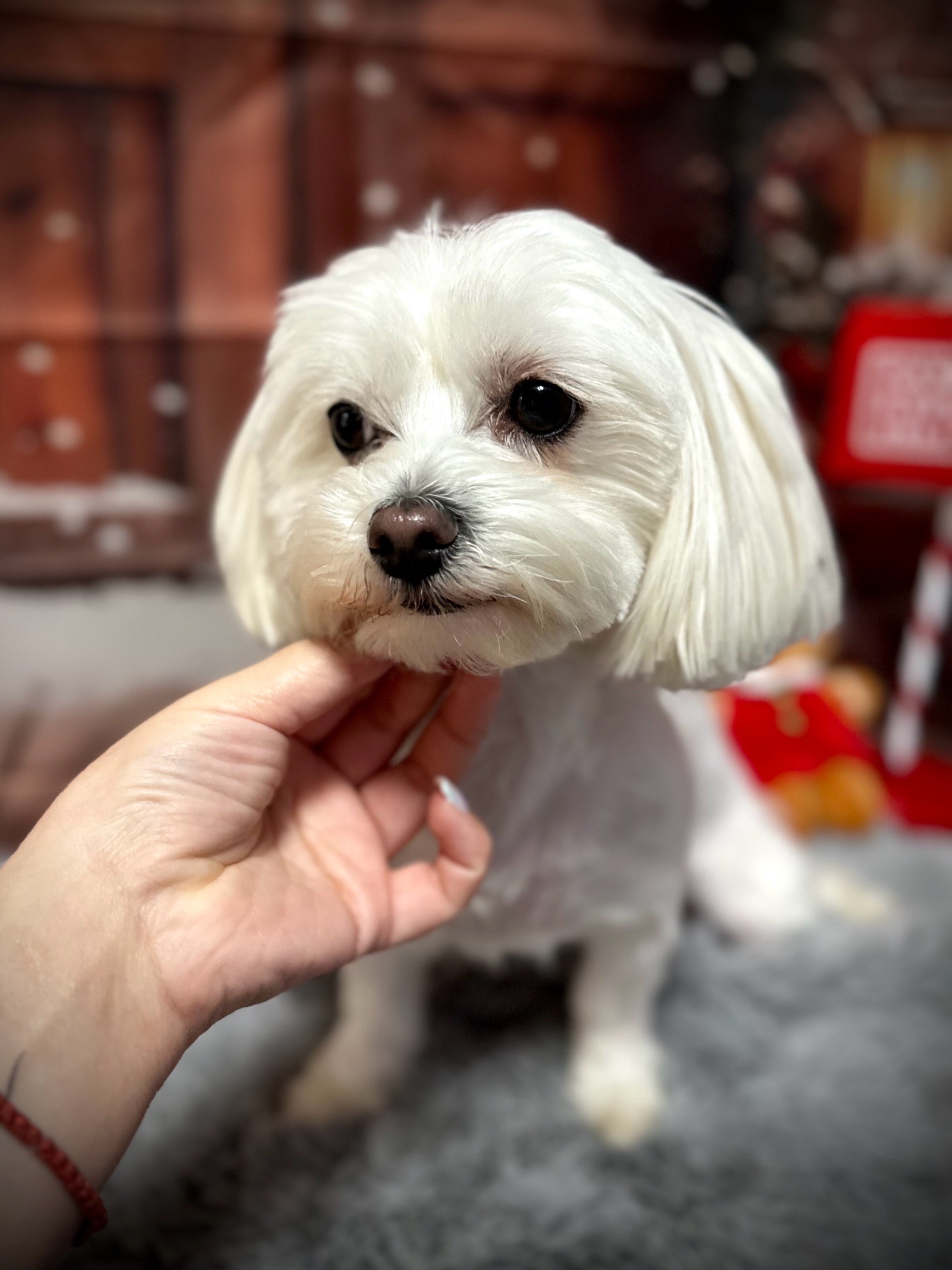 Vénusz kutyakozmetika Makó galéria