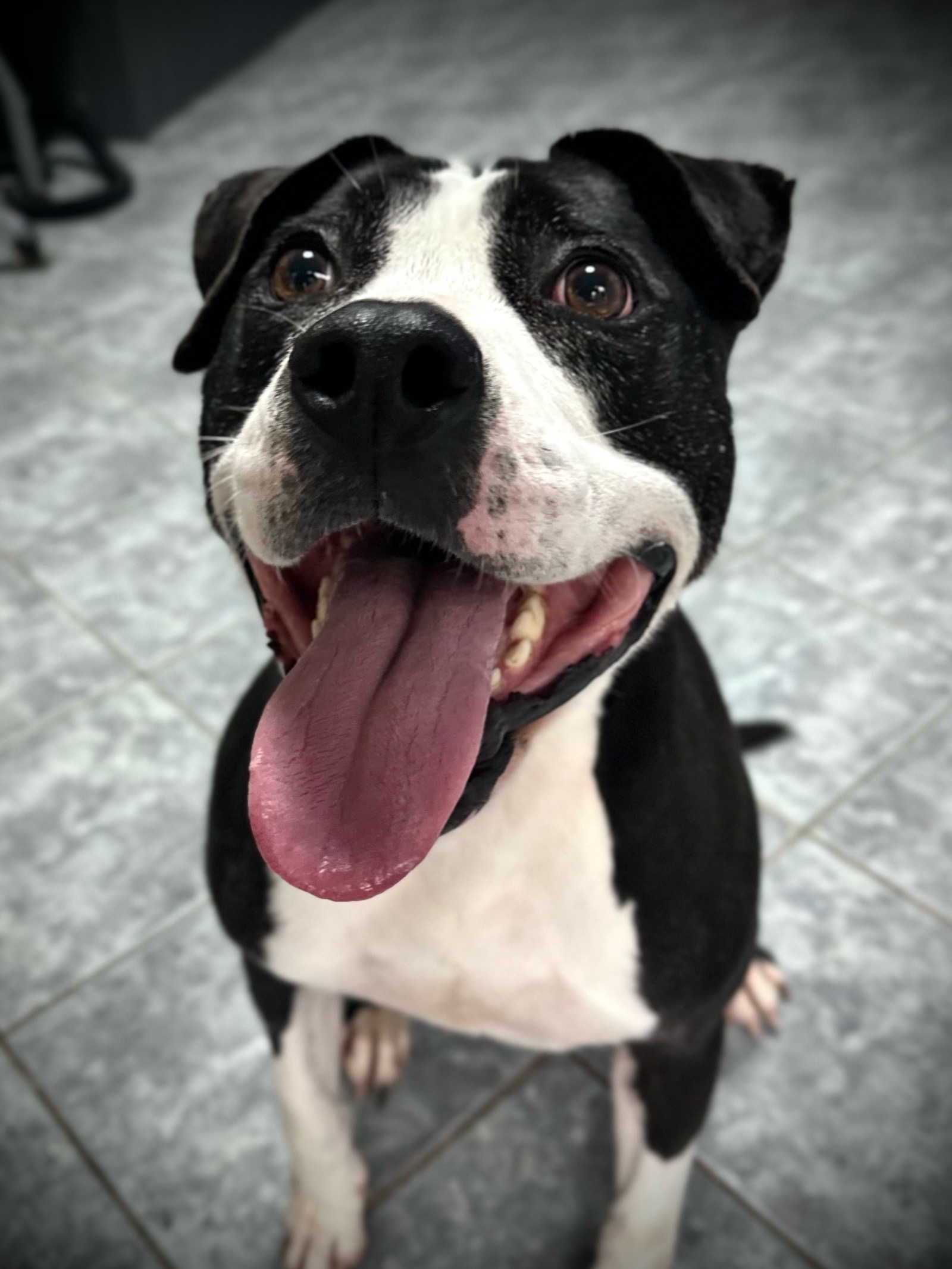 Vénusz kutyakozmetika Makó galéria