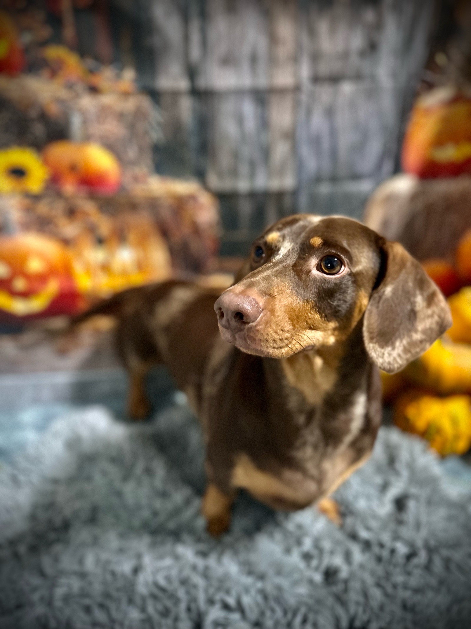 Vénusz kutyakozmetika Makó galéria