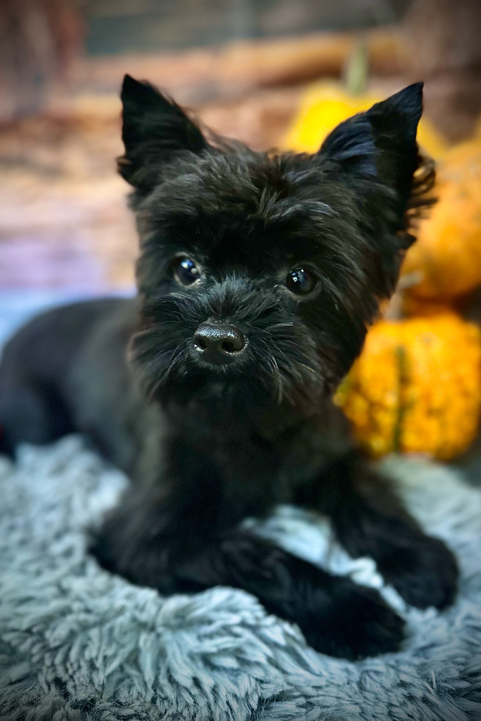 Vénusz kutyakozmetika Makó galéria