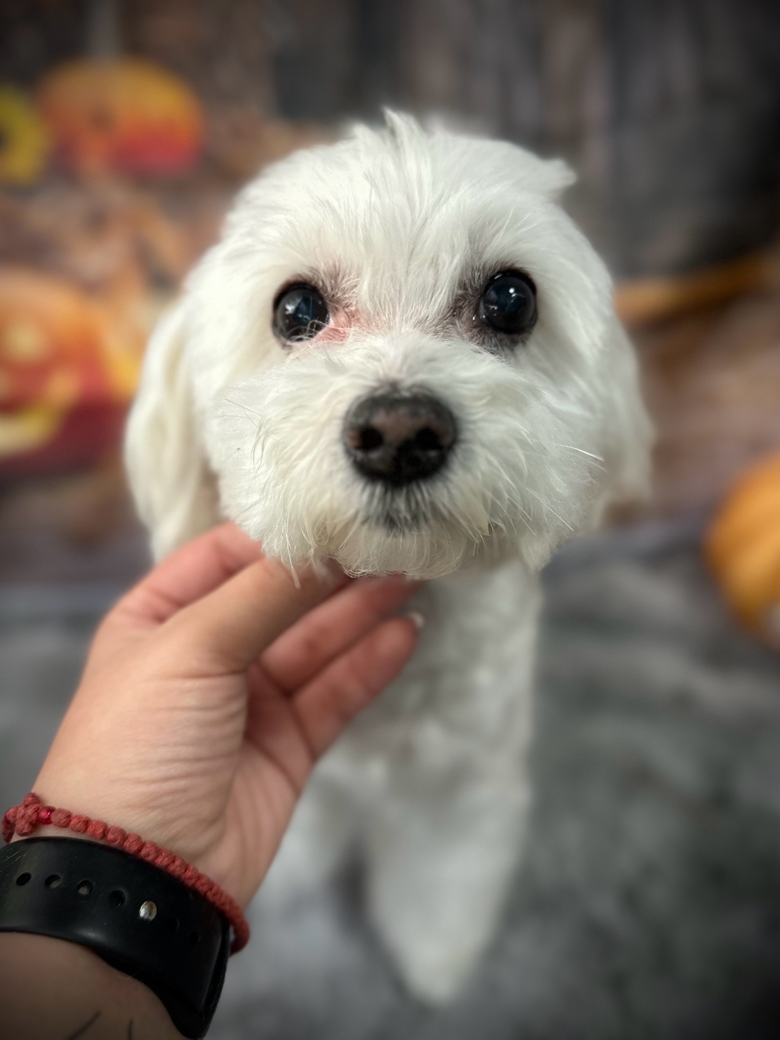 Vénusz kutyakozmetika Makó galéria