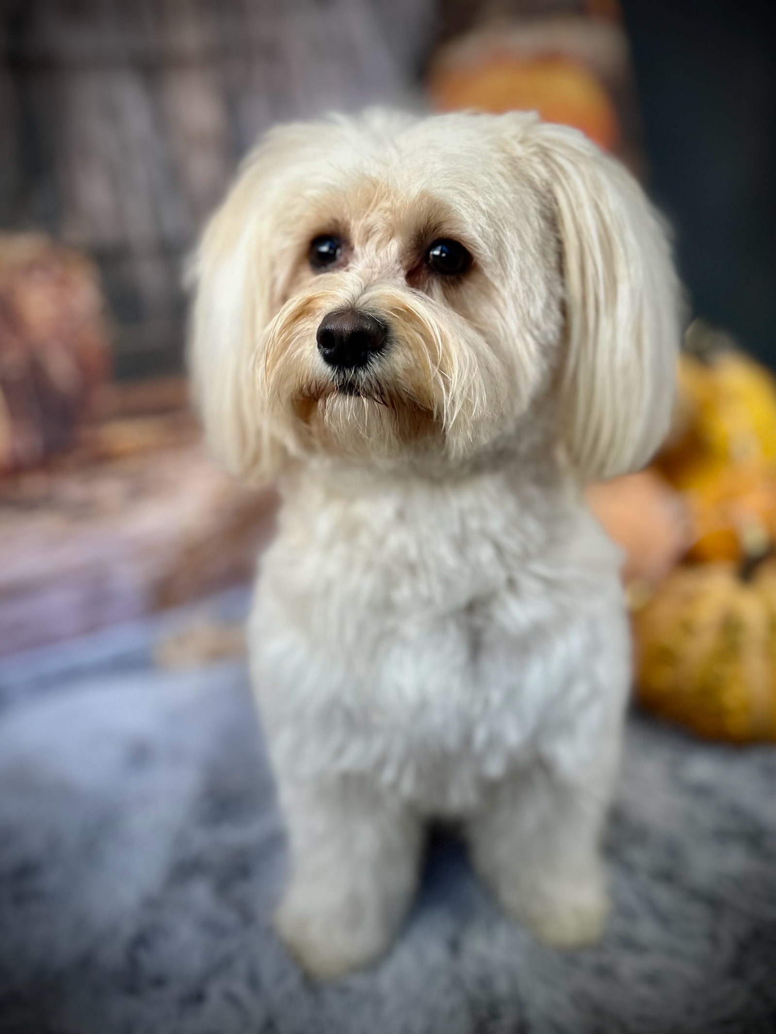 Vénusz kutyakozmetika Makó galéria