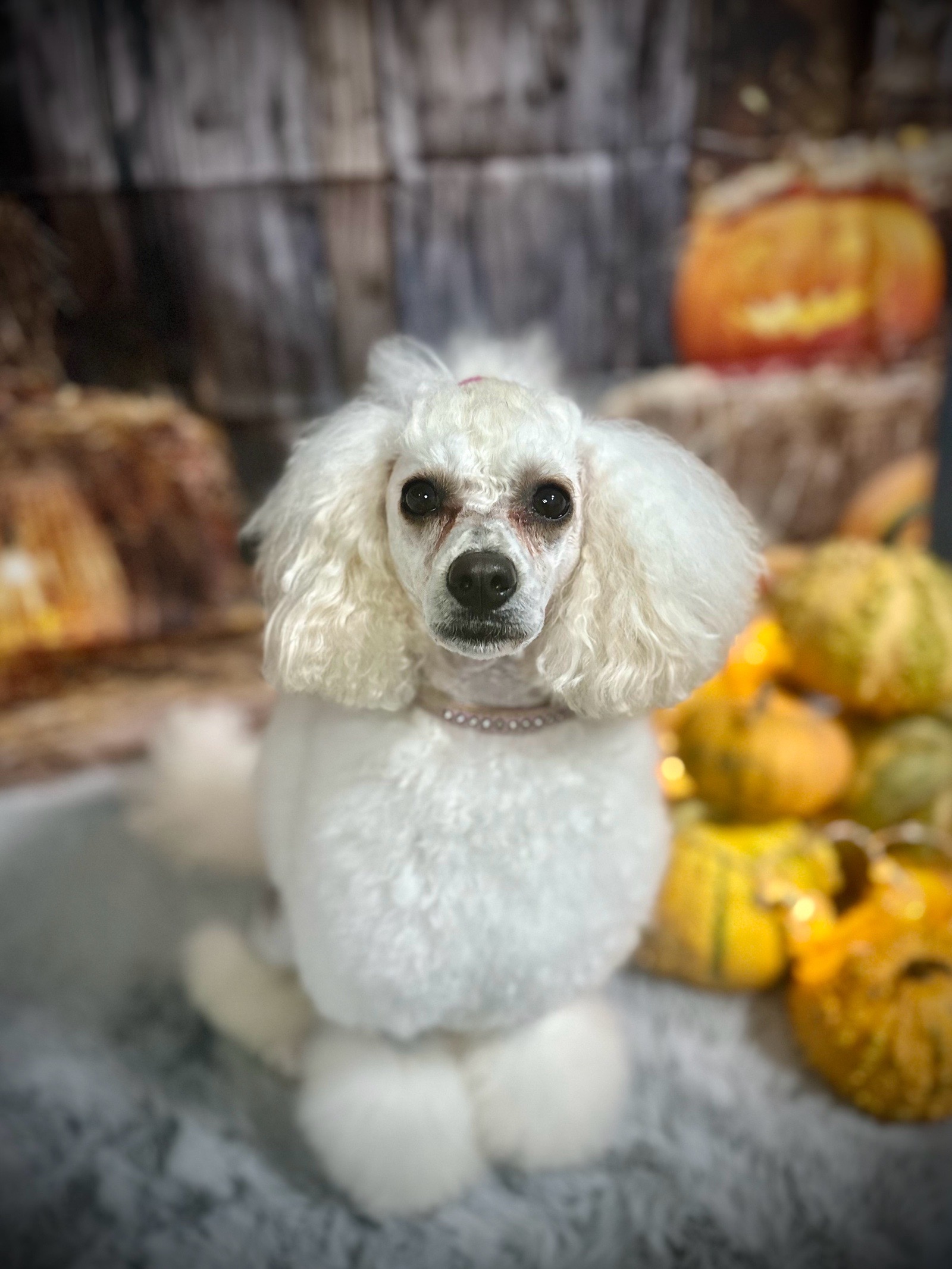 Vénusz kutyakozmetika Makó galéria