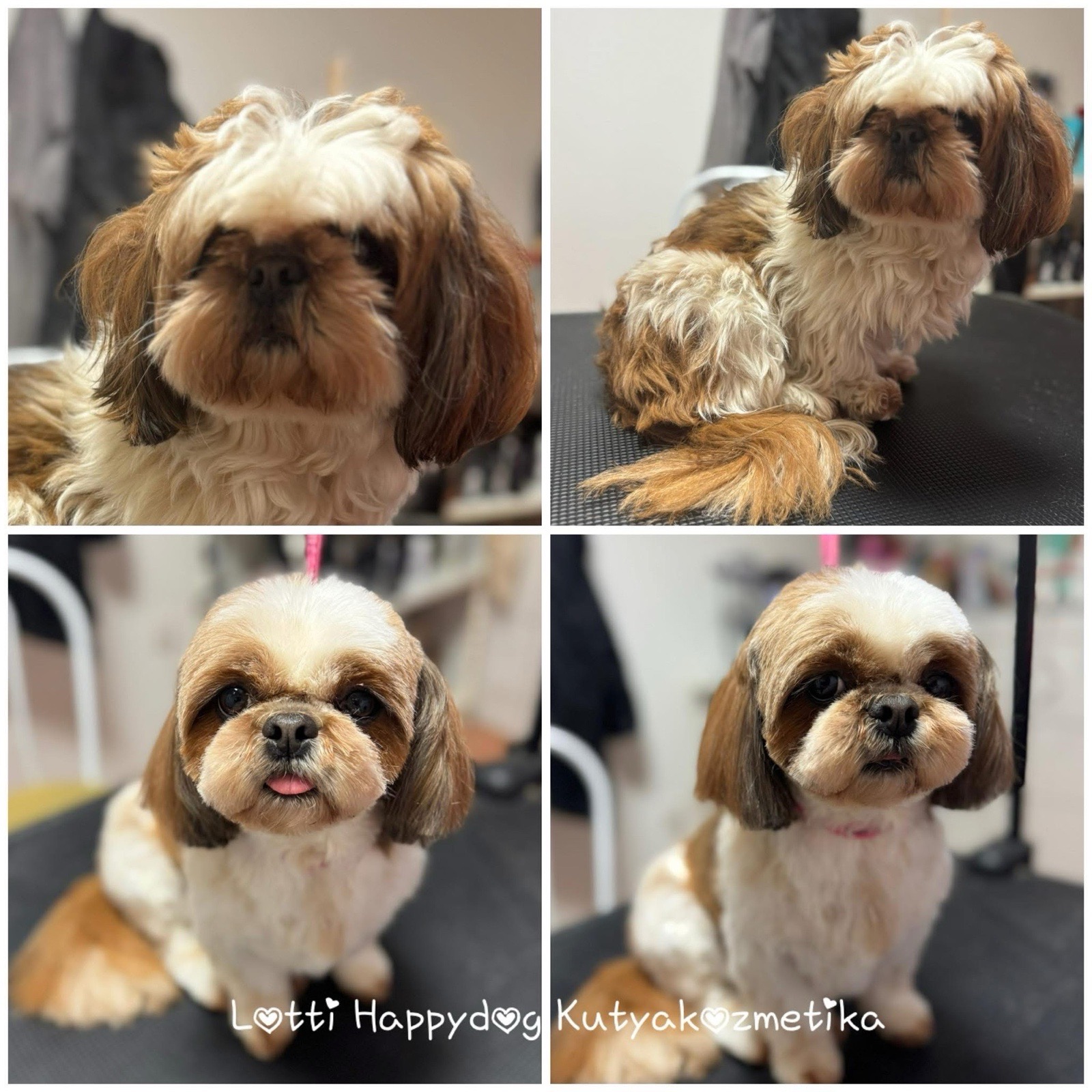 Loretta Rigó galéria