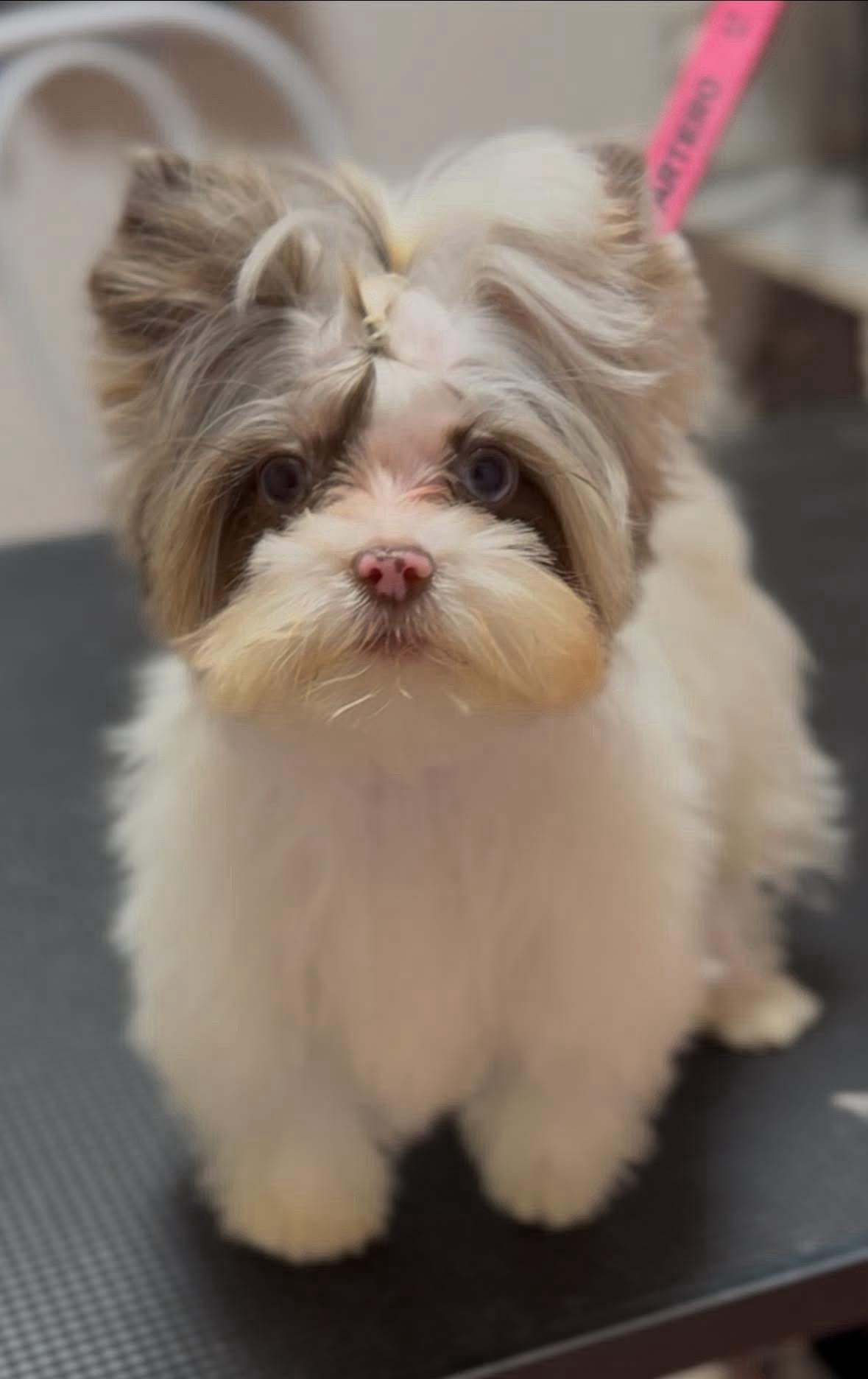 Loretta Rigó galéria