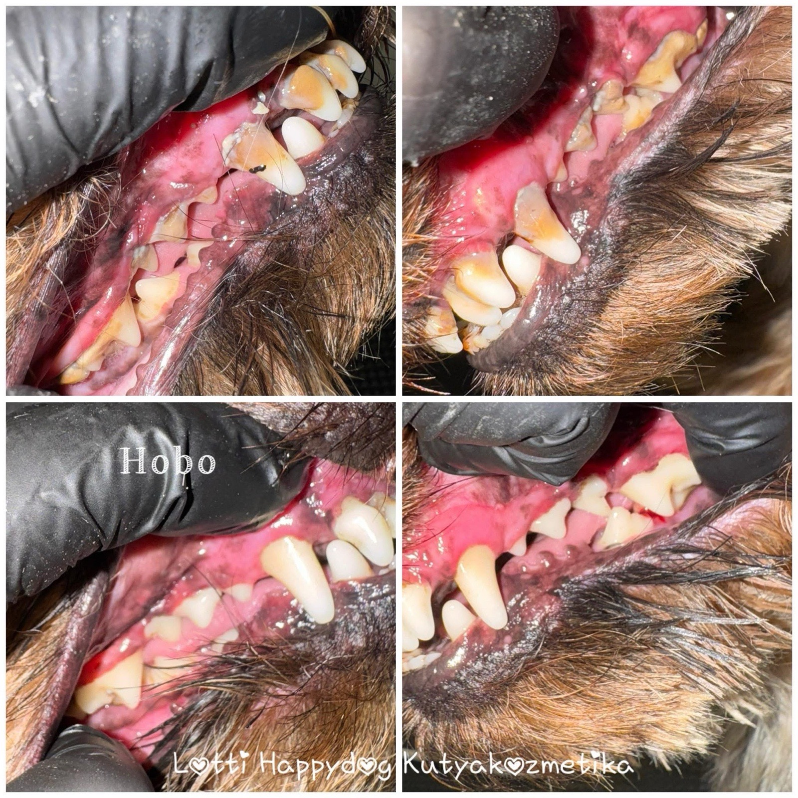 Loretta Rigó galéria