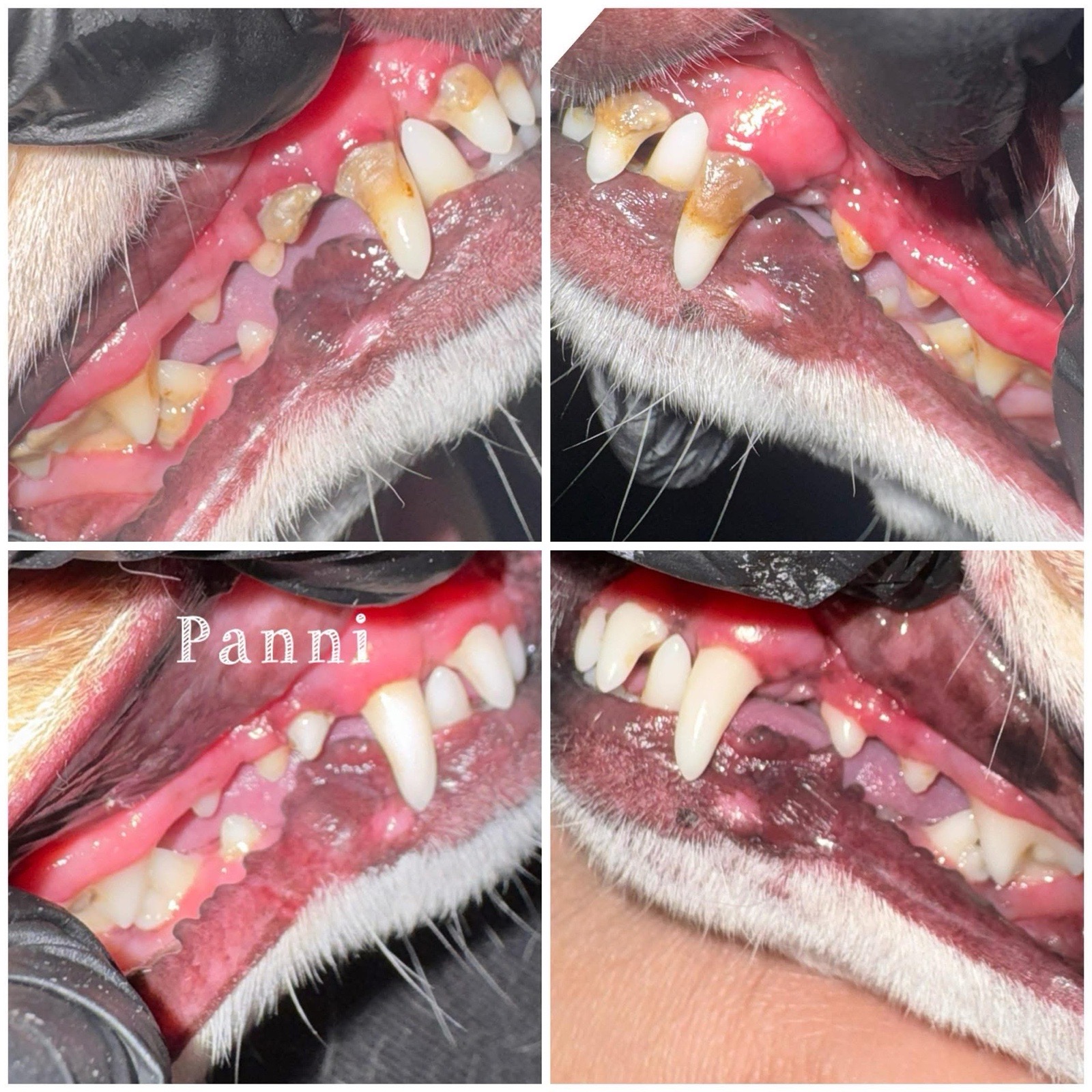 Loretta Rigó galéria