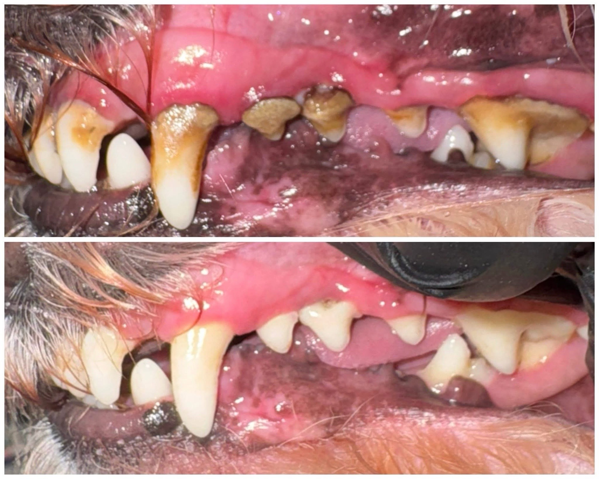 Loretta Rigó galéria