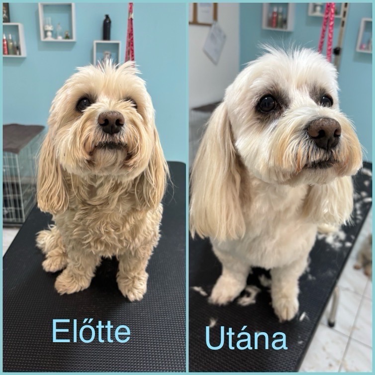 VigaKutyaszalon galéria