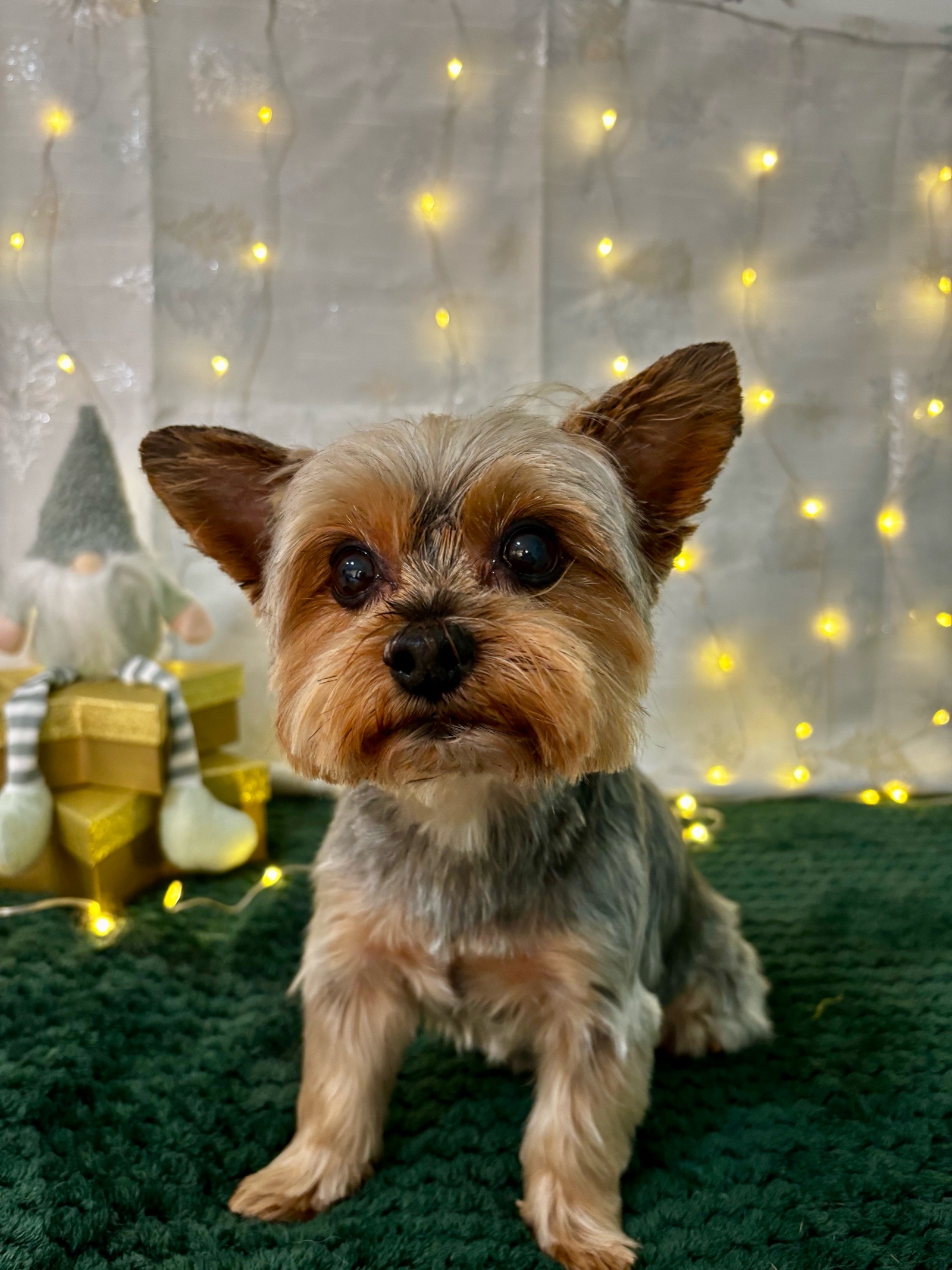 VigaKutyaszalon galéria