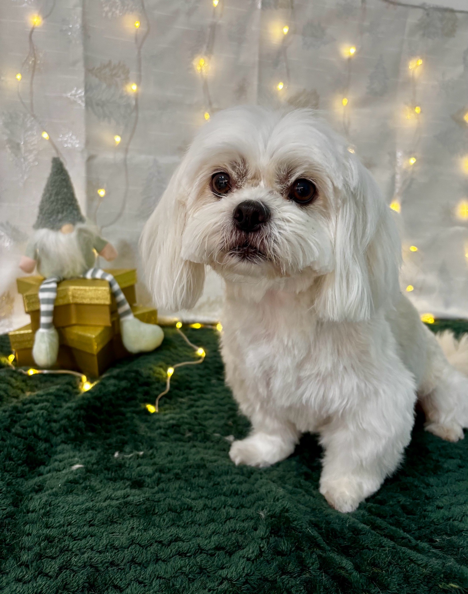 VigaKutyaszalon galéria