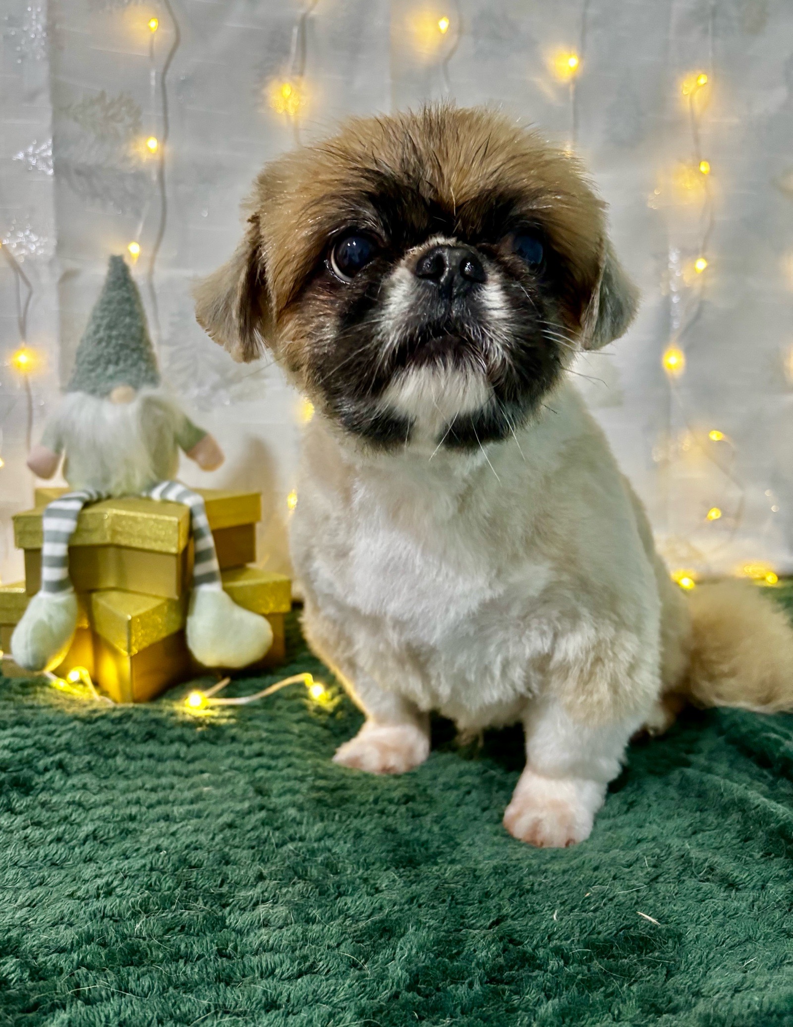 VigaKutyaszalon galéria