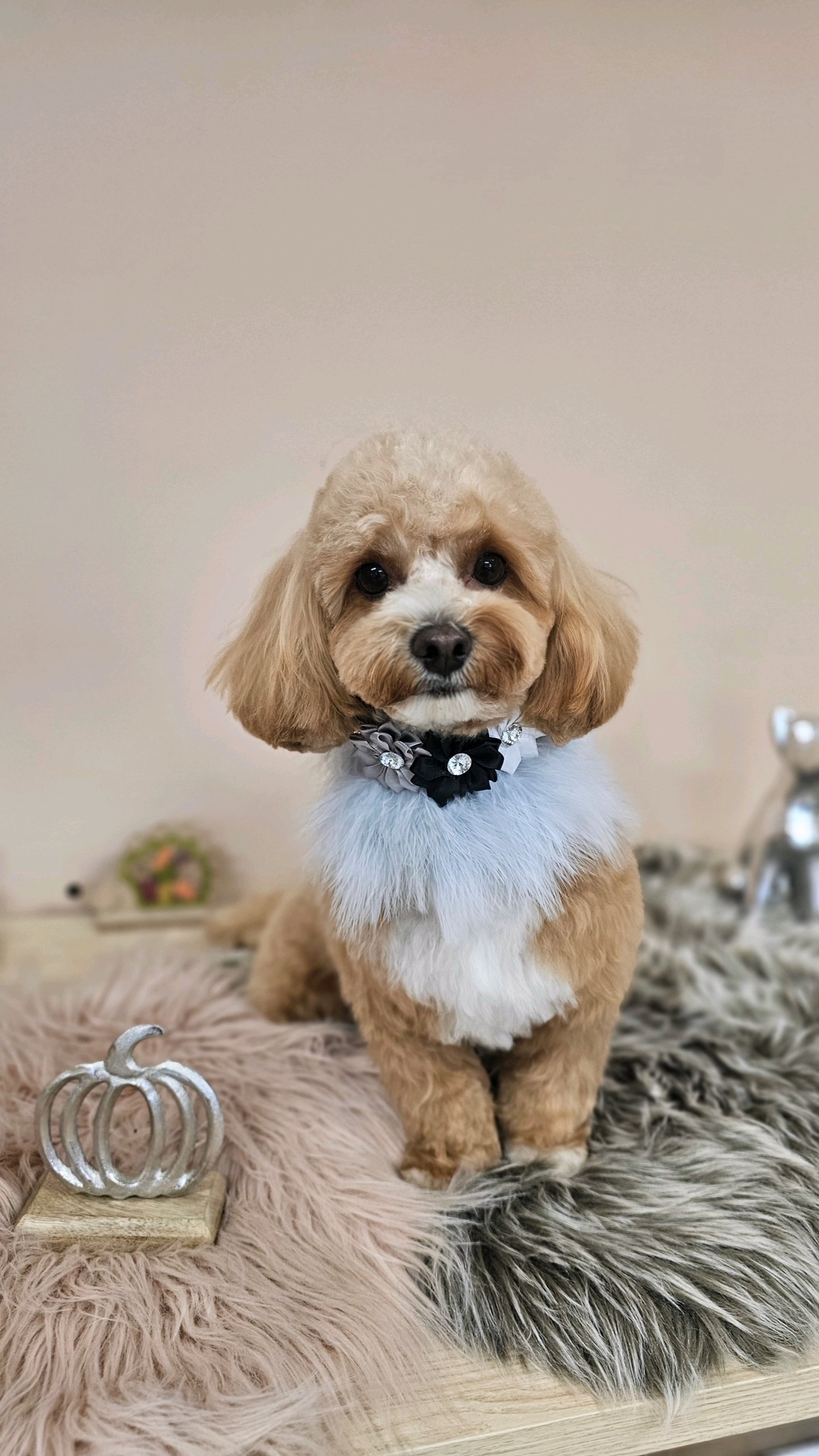 Manó & Hordó Kutyakozmetika galéria