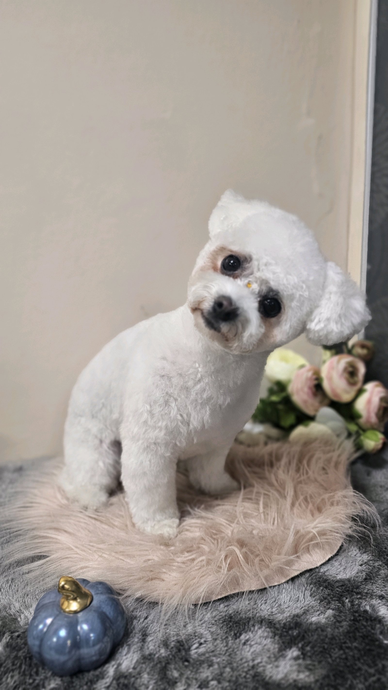 Manó & Hordó Kutyakozmetika galéria