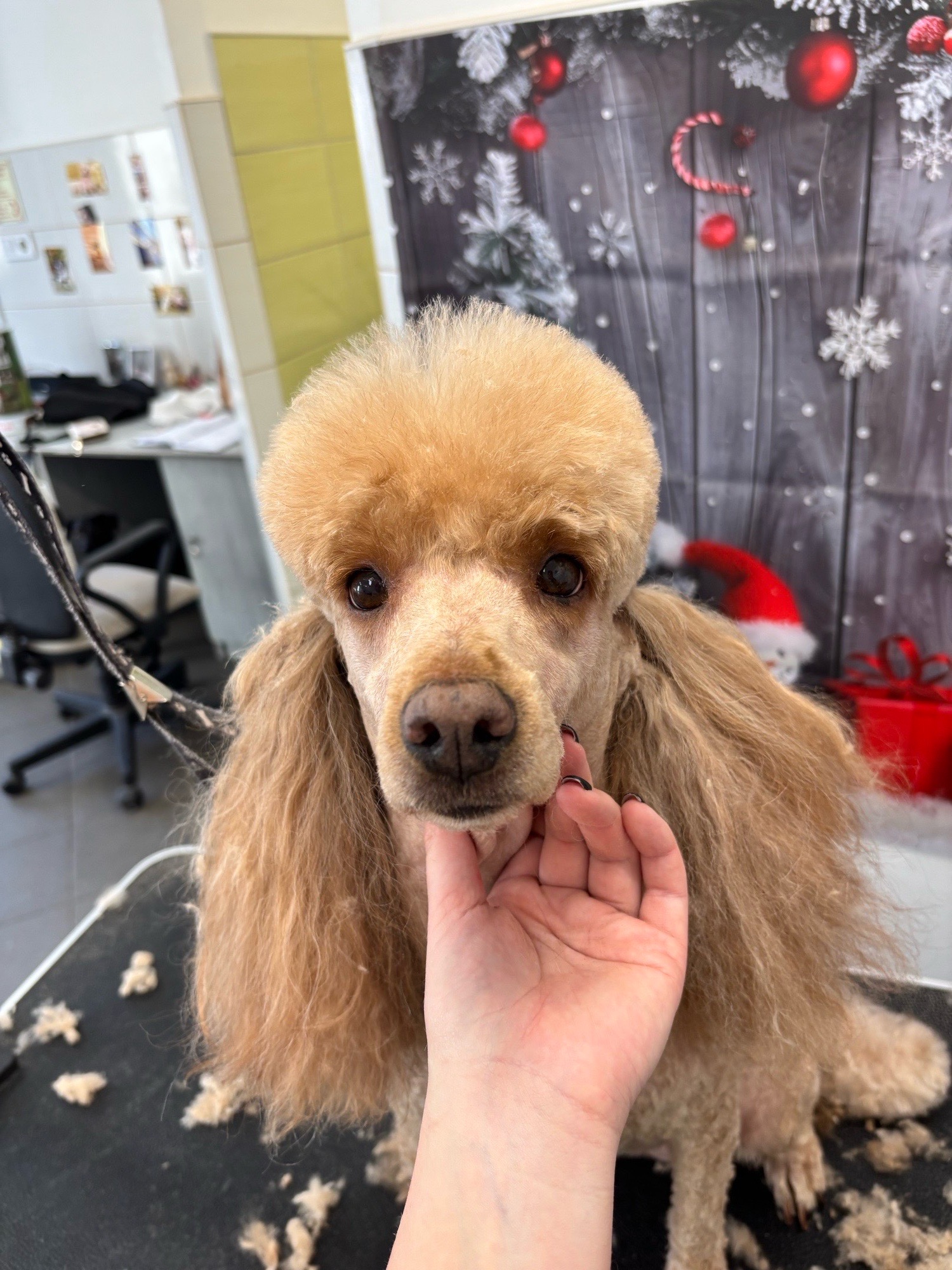 Révész Dalma galéria