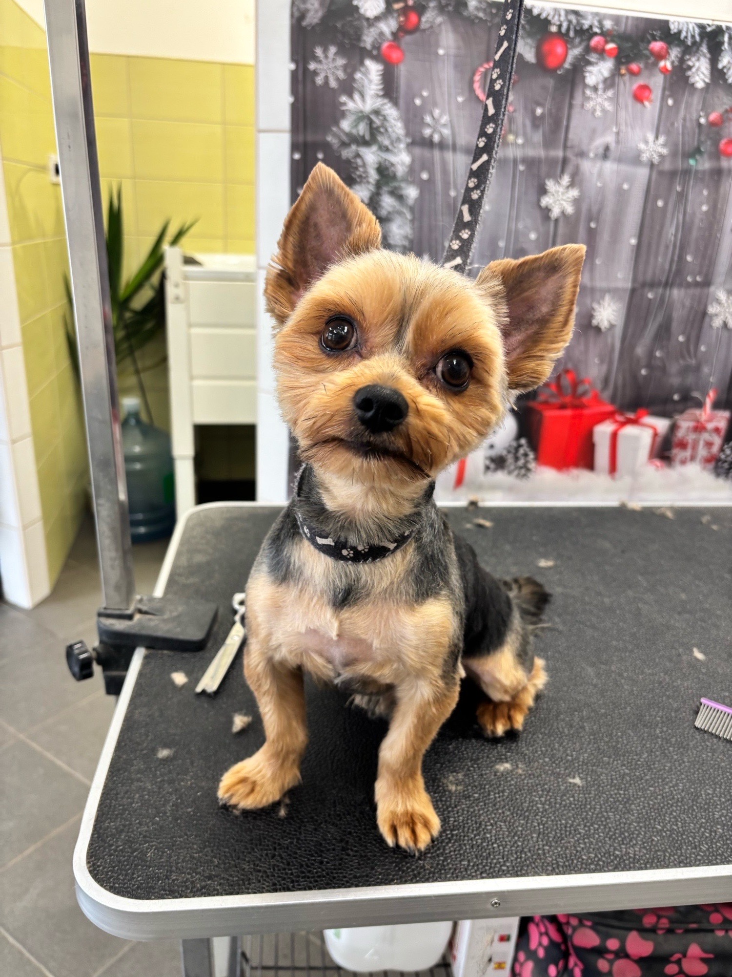 Révész Dalma galéria