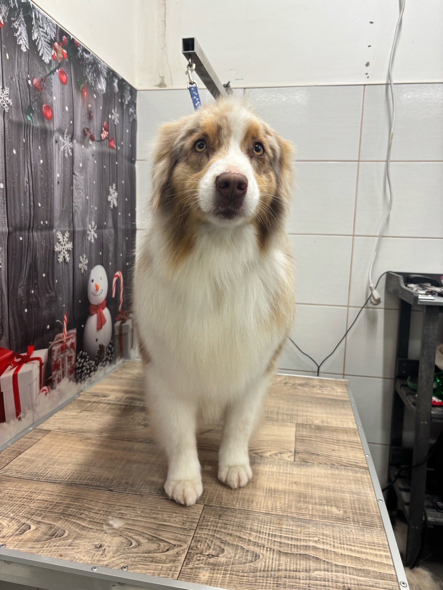 Révész Dalma galéria