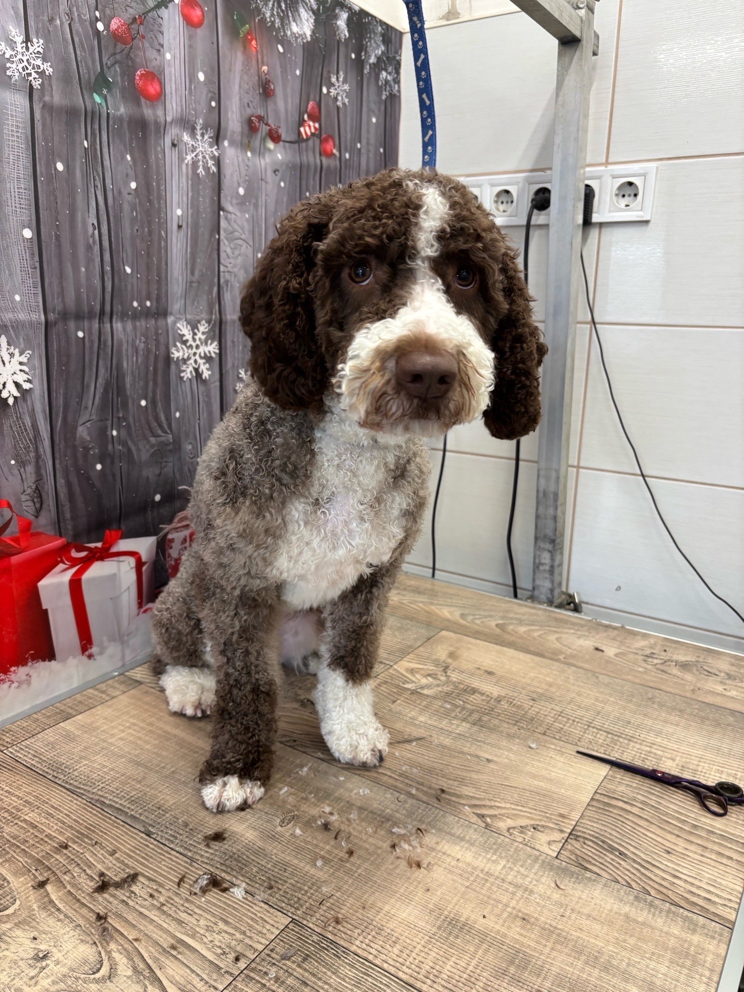 Révész Dalma galéria