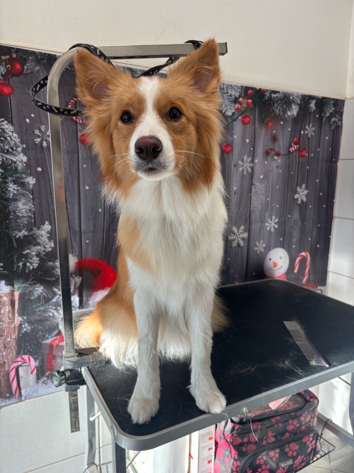 Révész Dalma galéria