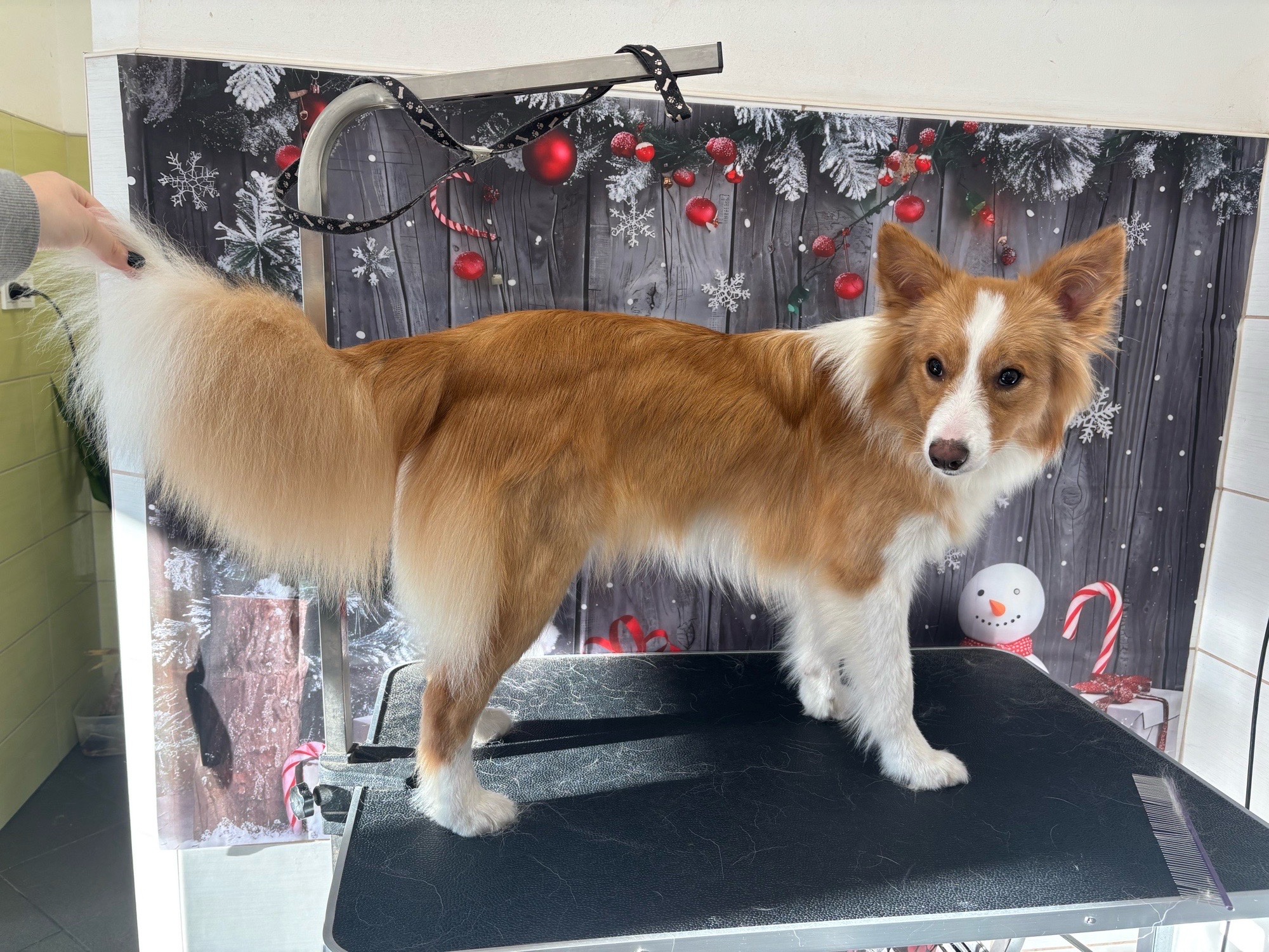 Révész Dalma galéria