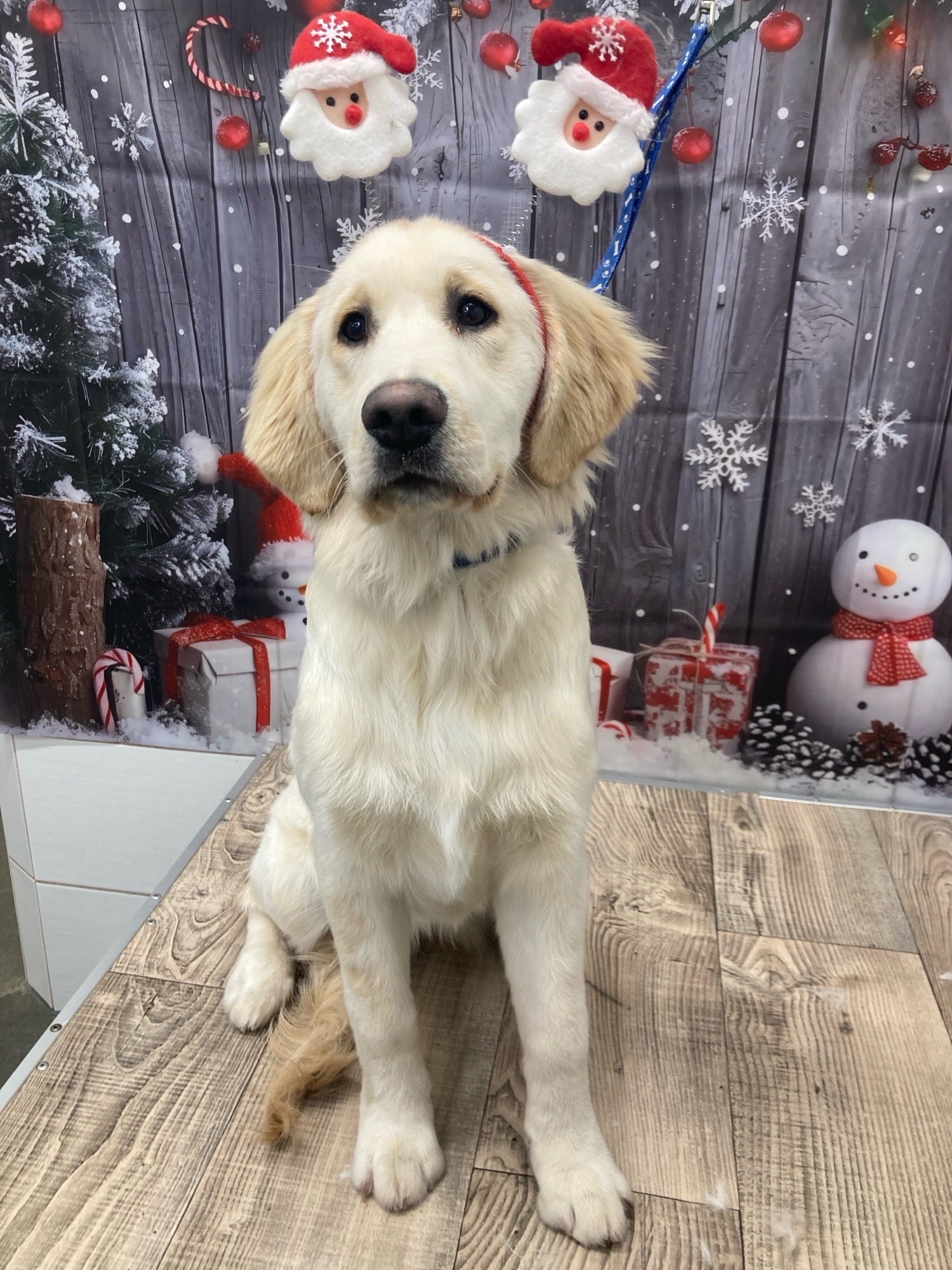 Révész Dalma galéria