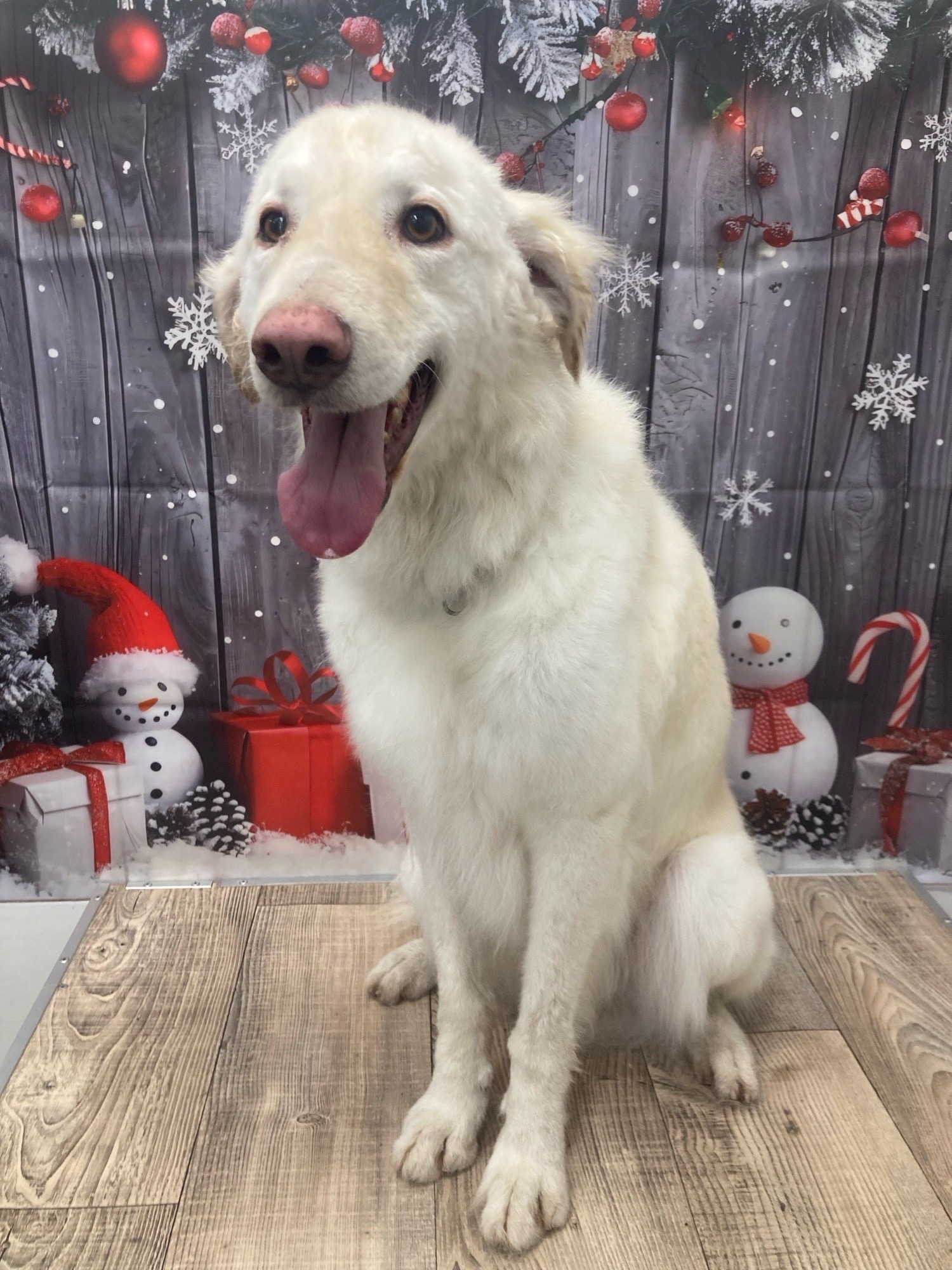 Révész Dalma galéria