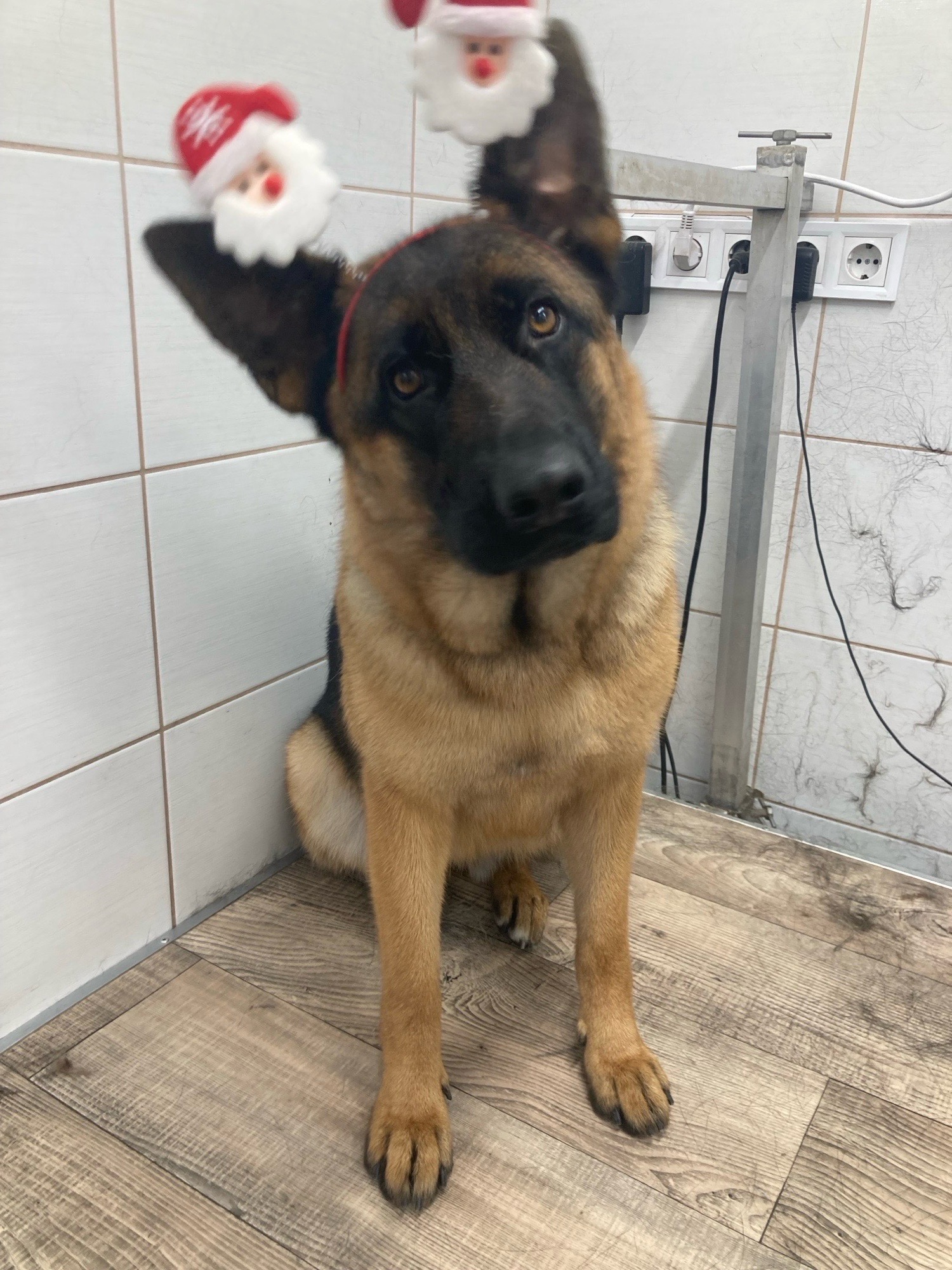 Révész Dalma galéria