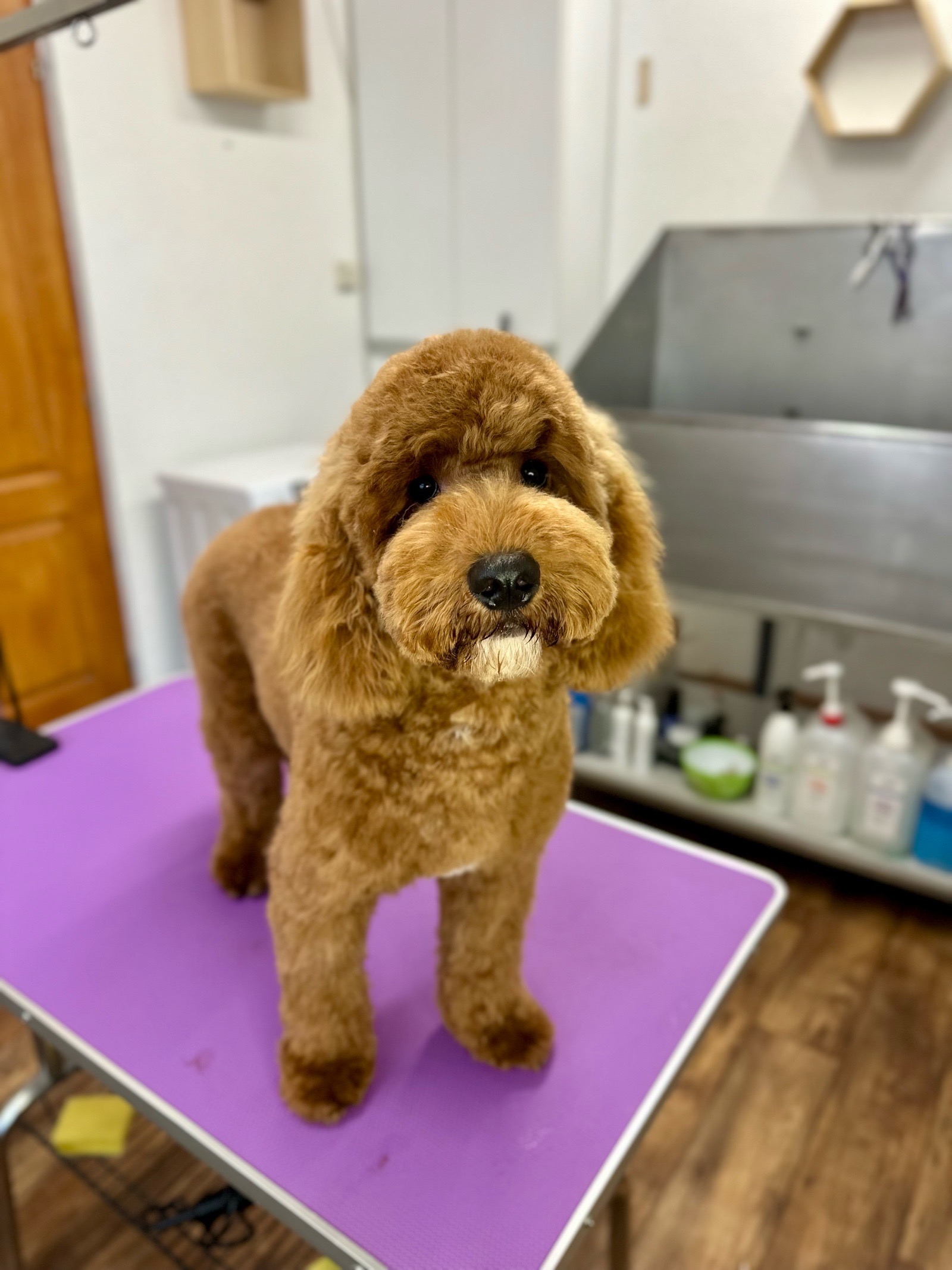 Mancs Mosó Állatkozmetika galéria