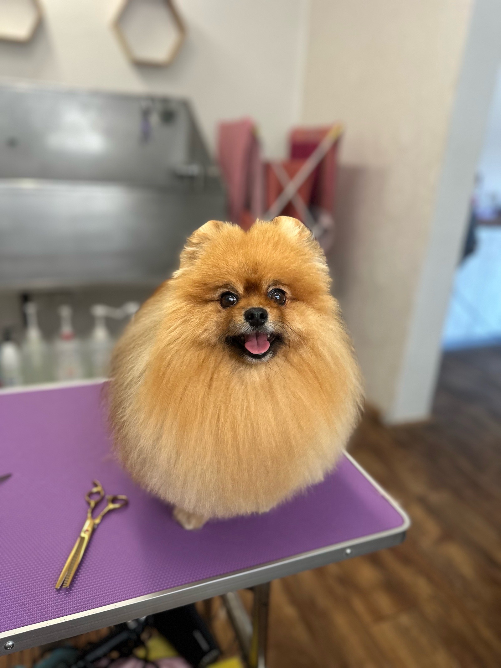 Mancs Mosó Állatkozmetika galéria