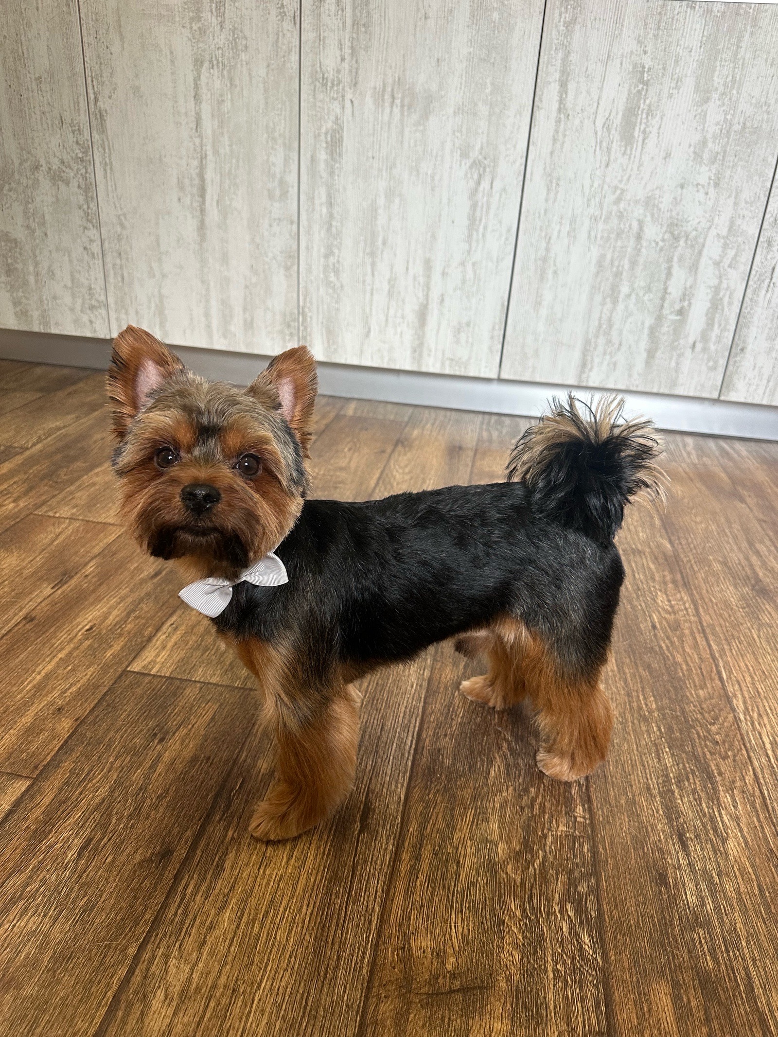 Mancs Mosó Állatkozmetika galéria