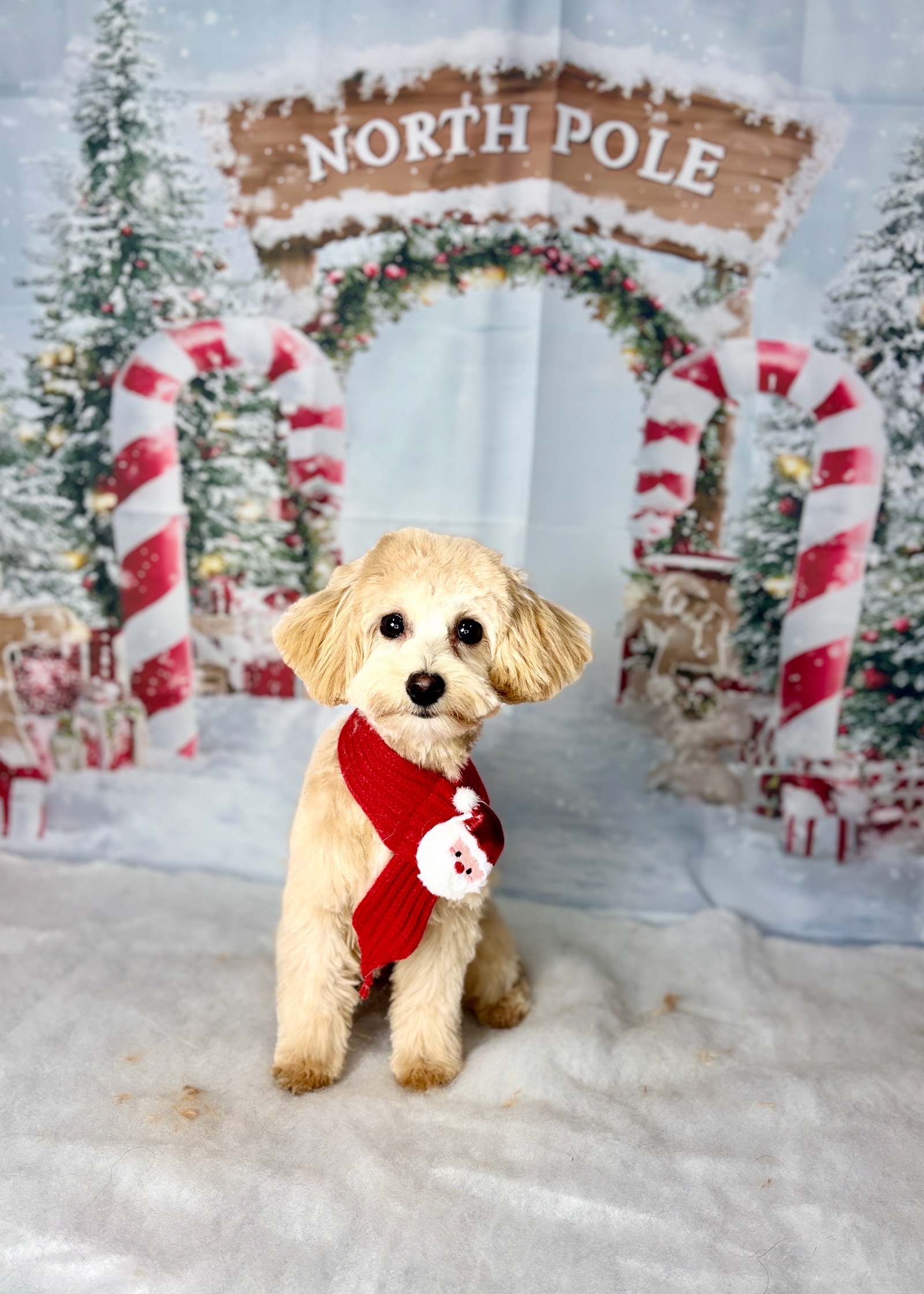 Sturcz-Aszt Virág Kutyakozmetikus galéria