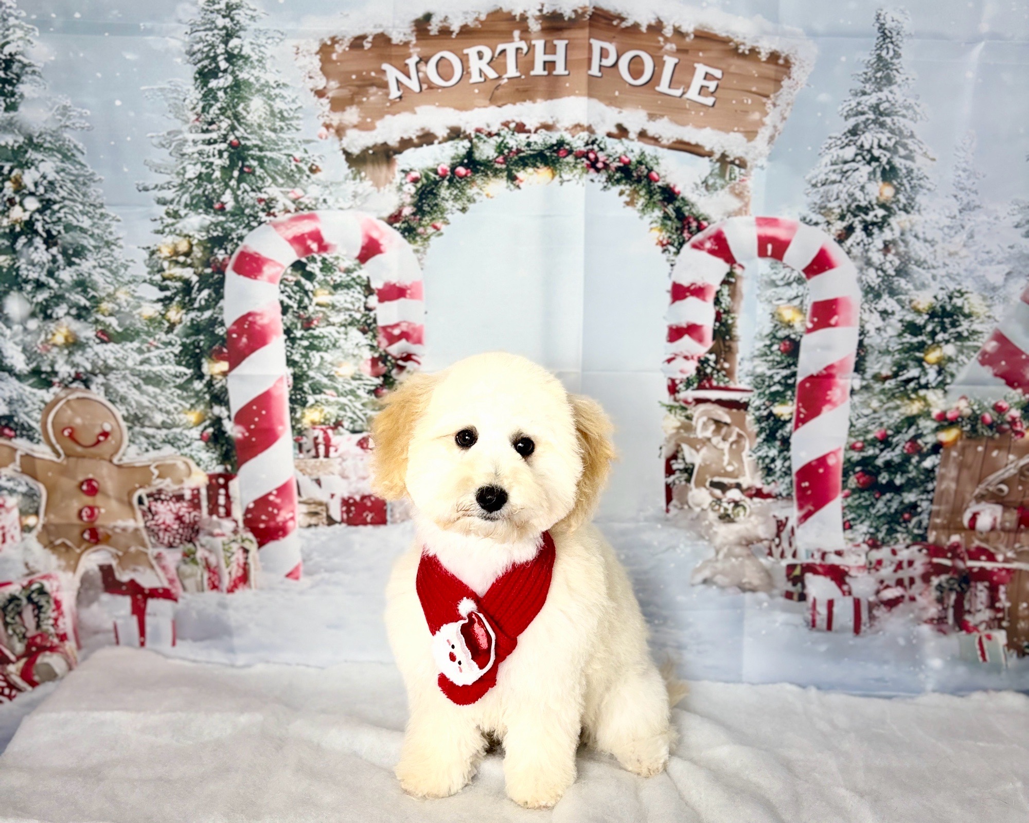 Sturcz-Aszt Virág Kutyakozmetikus