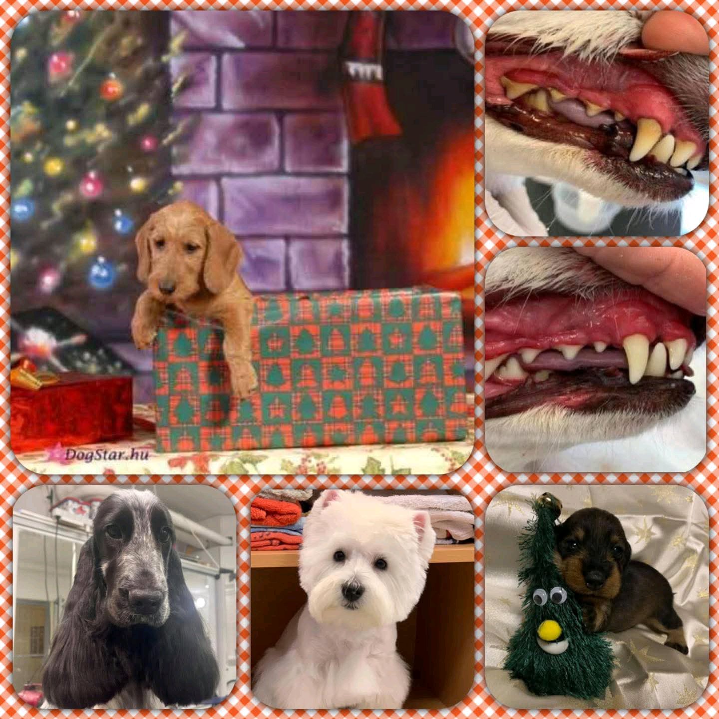 Pink Paws Kutyakozmetika galéria