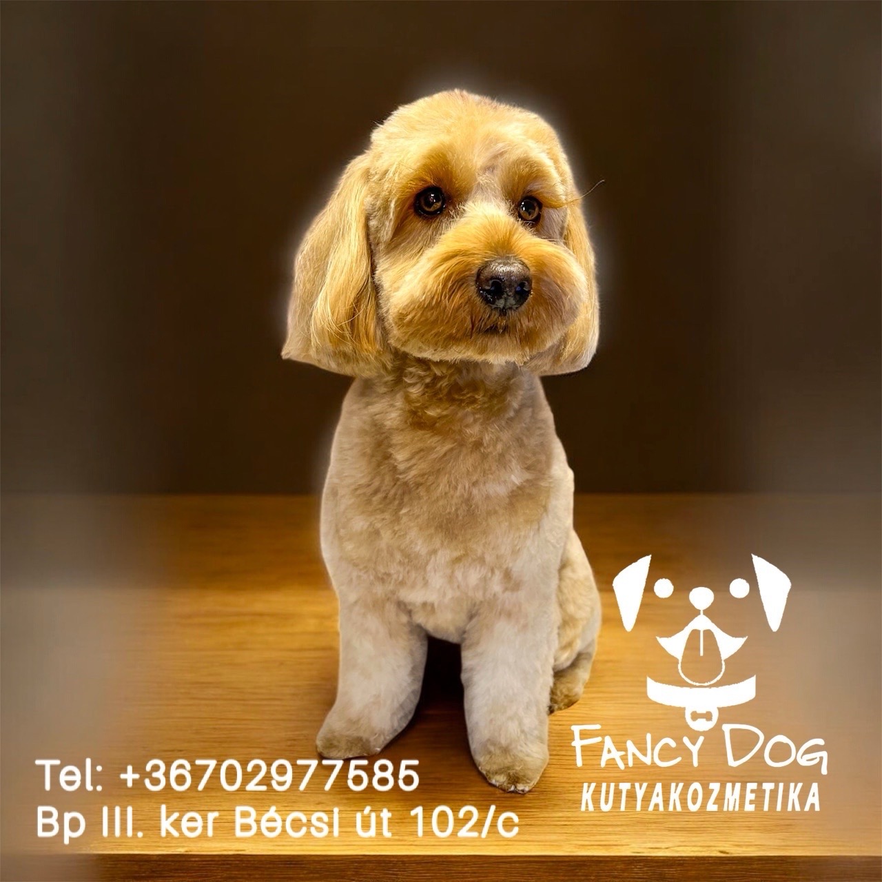 Fancy Dog Spa és kutyakozmetika