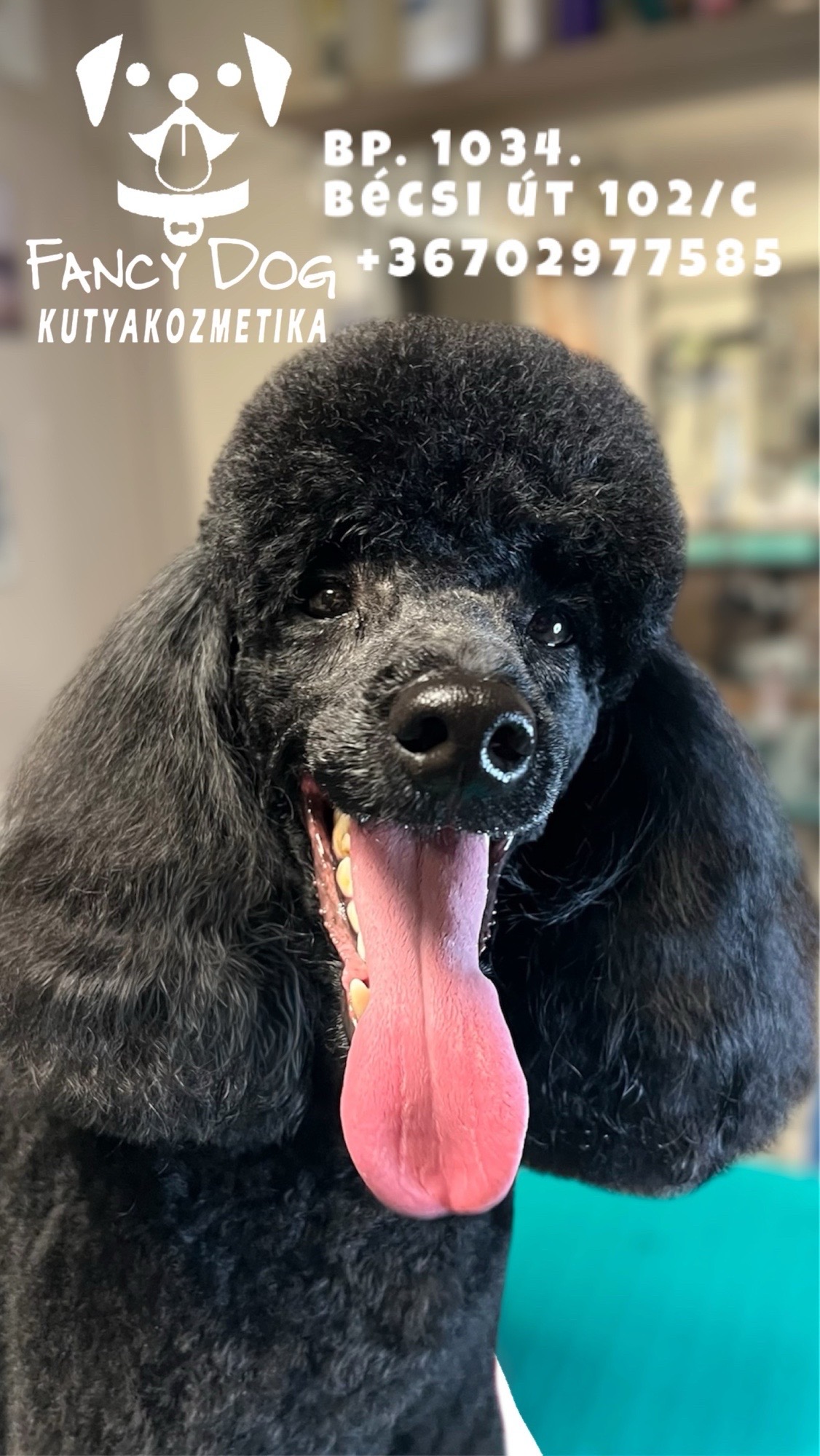 Fancy Dog Spa és kutyakozmetika galéria