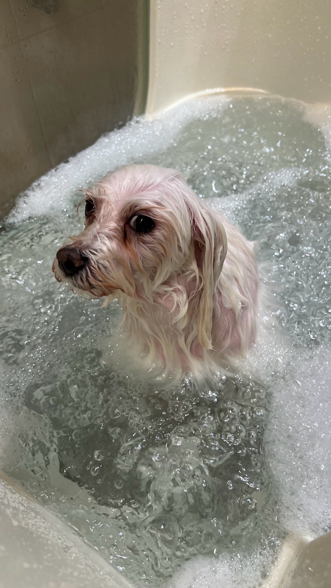 Fancy Dog Spa és kutyakozmetika galéria