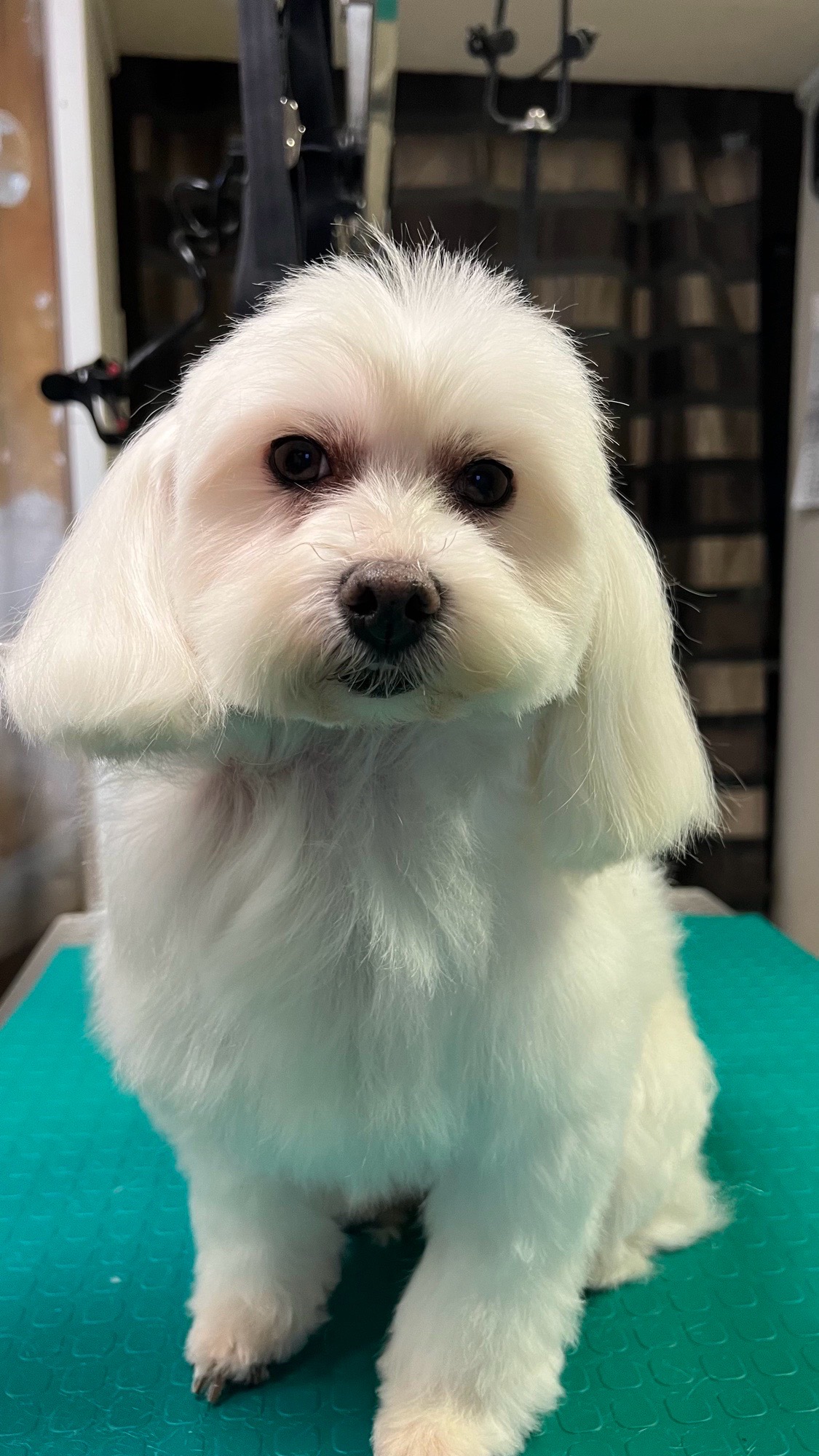 Fancy Dog Spa és kutyakozmetika galéria