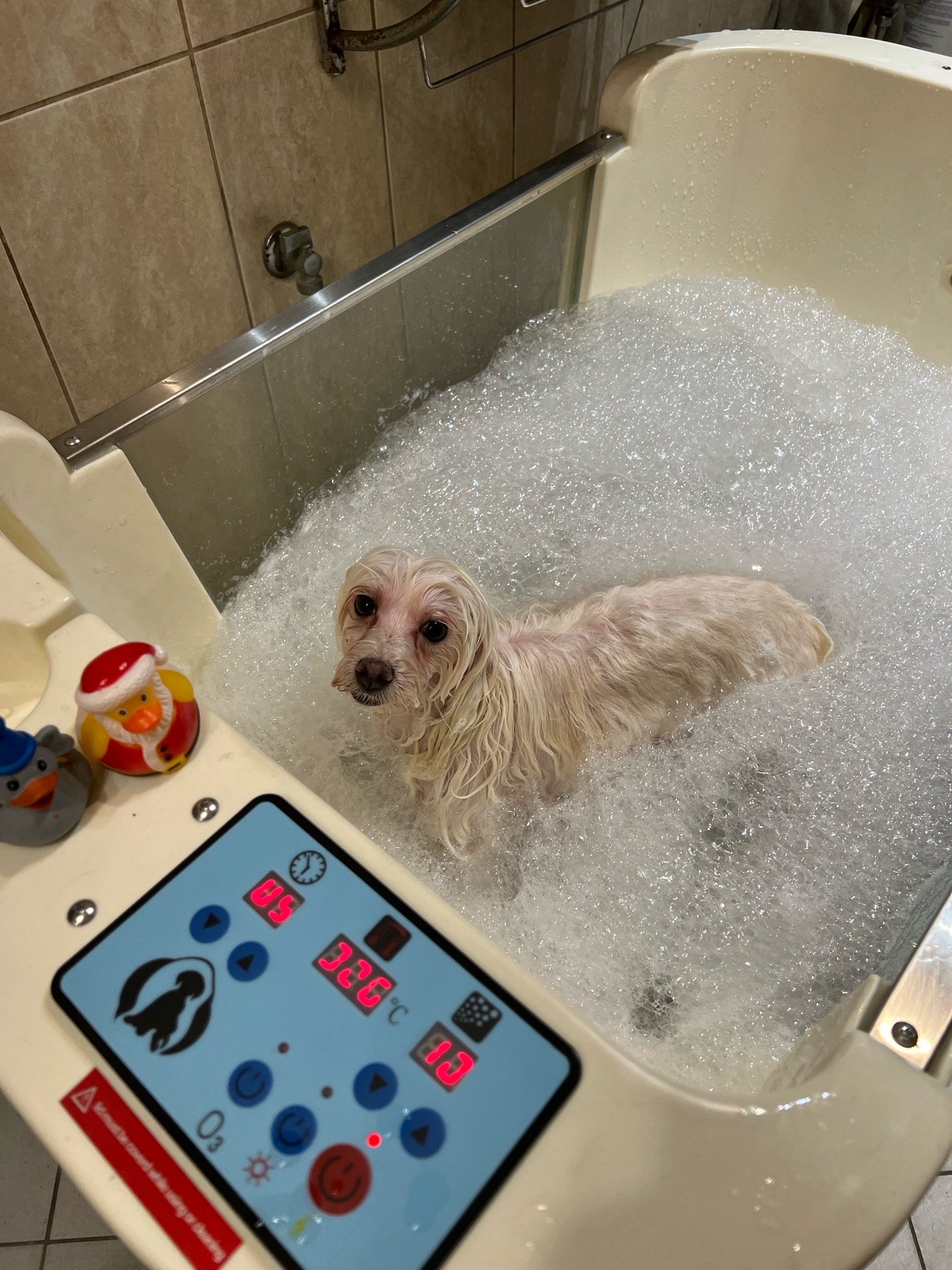 Fancy Dog Spa és kutyakozmetika galéria