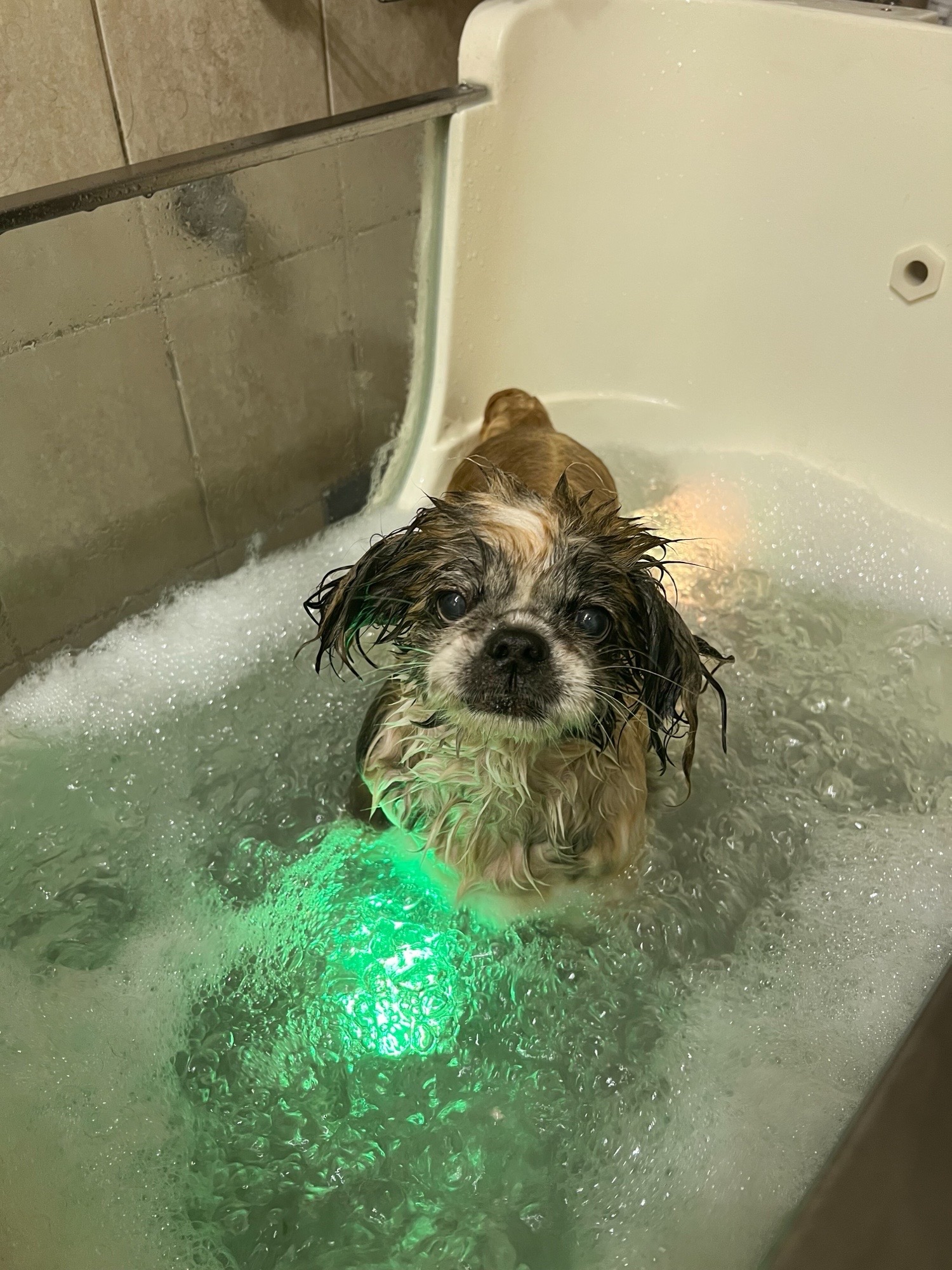 Fancy Dog Spa és kutyakozmetika galéria