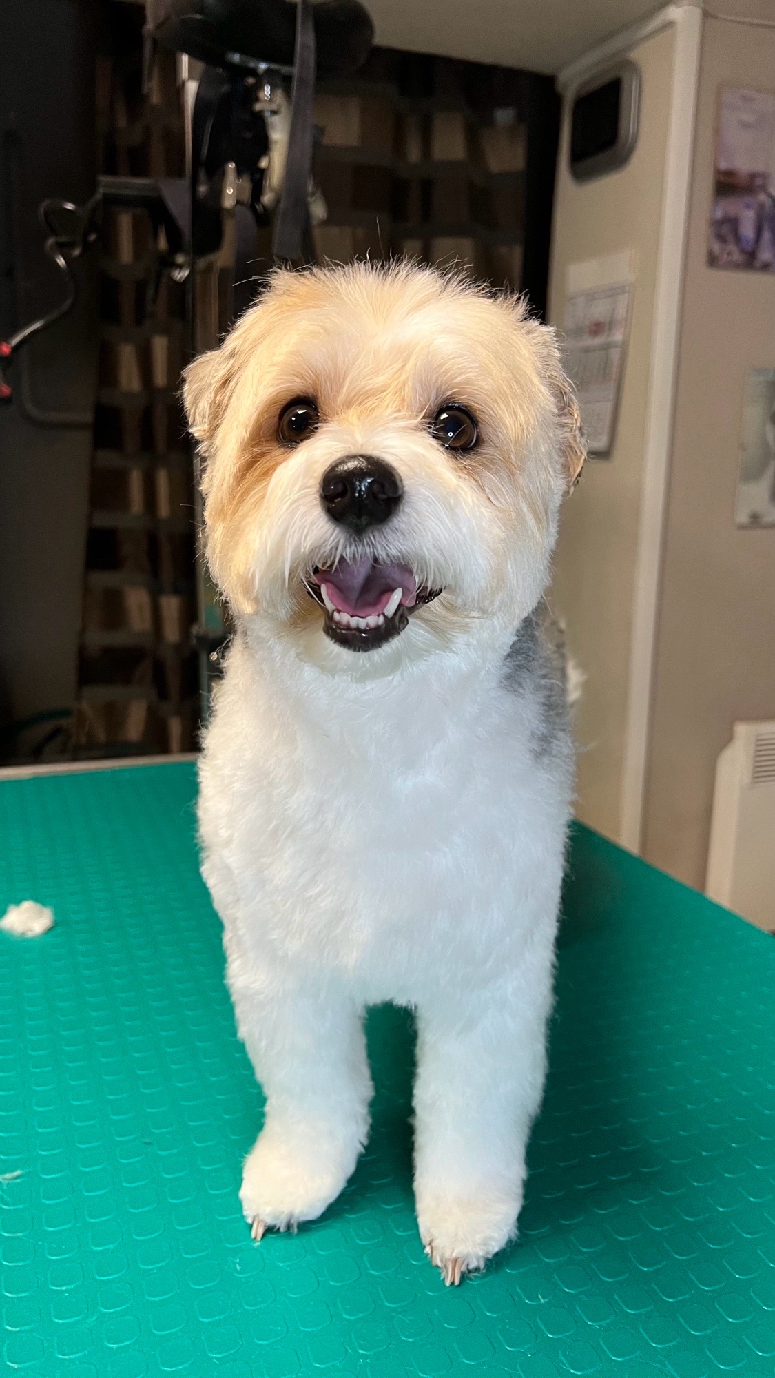 Fancy Dog Spa és kutyakozmetika galéria