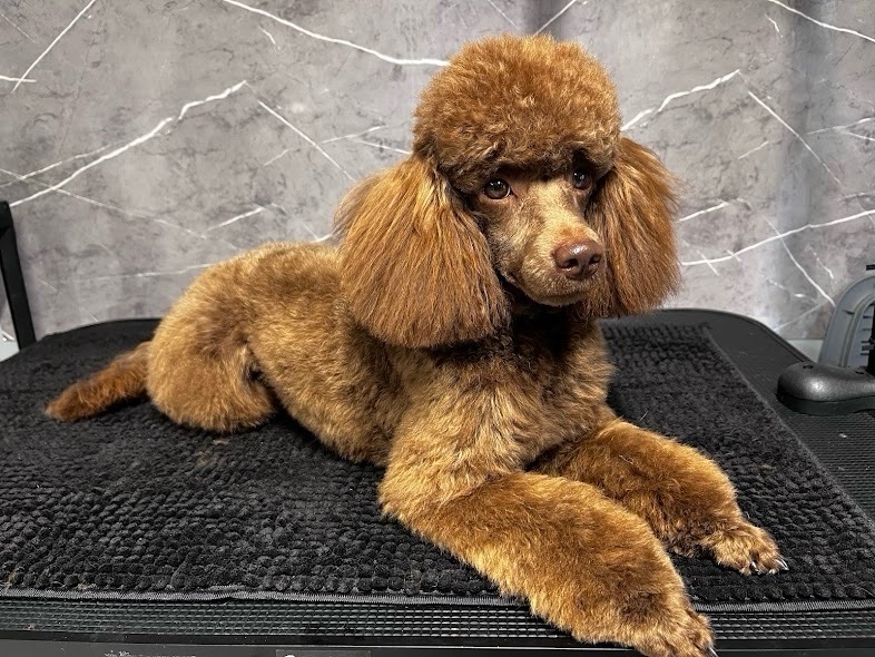 Zab Orsolya Gabriella Kutyakozmetikus