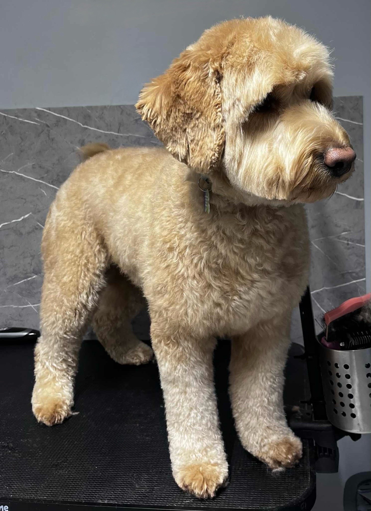 Zab Orsolya Gabriella Kutyakozmetikus galéria