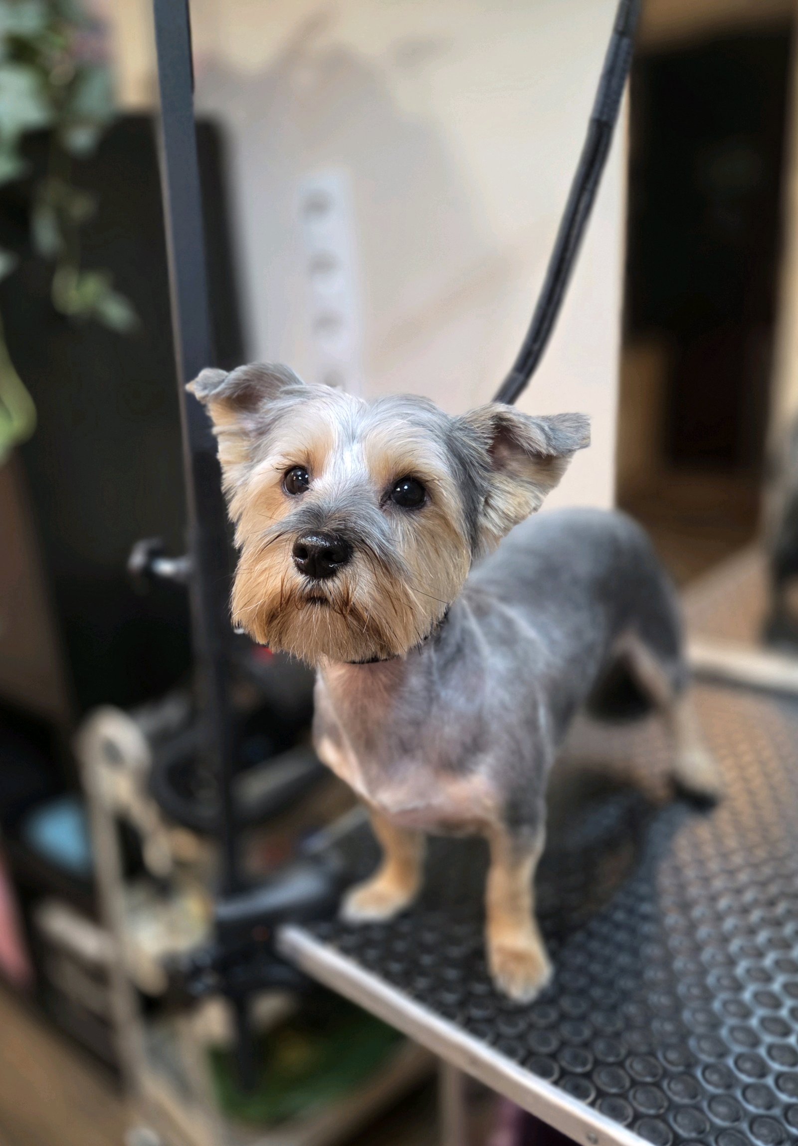 Heni's Dream Grooming galéria