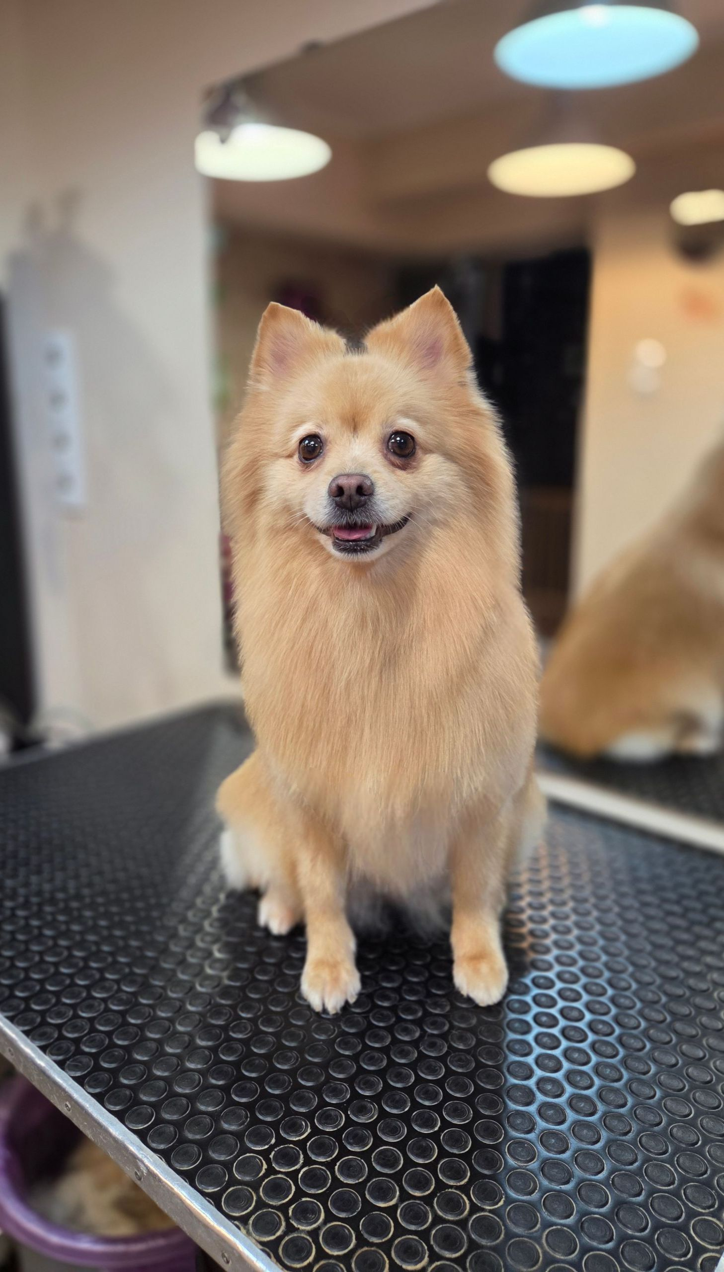 Heni's Dream Grooming galéria