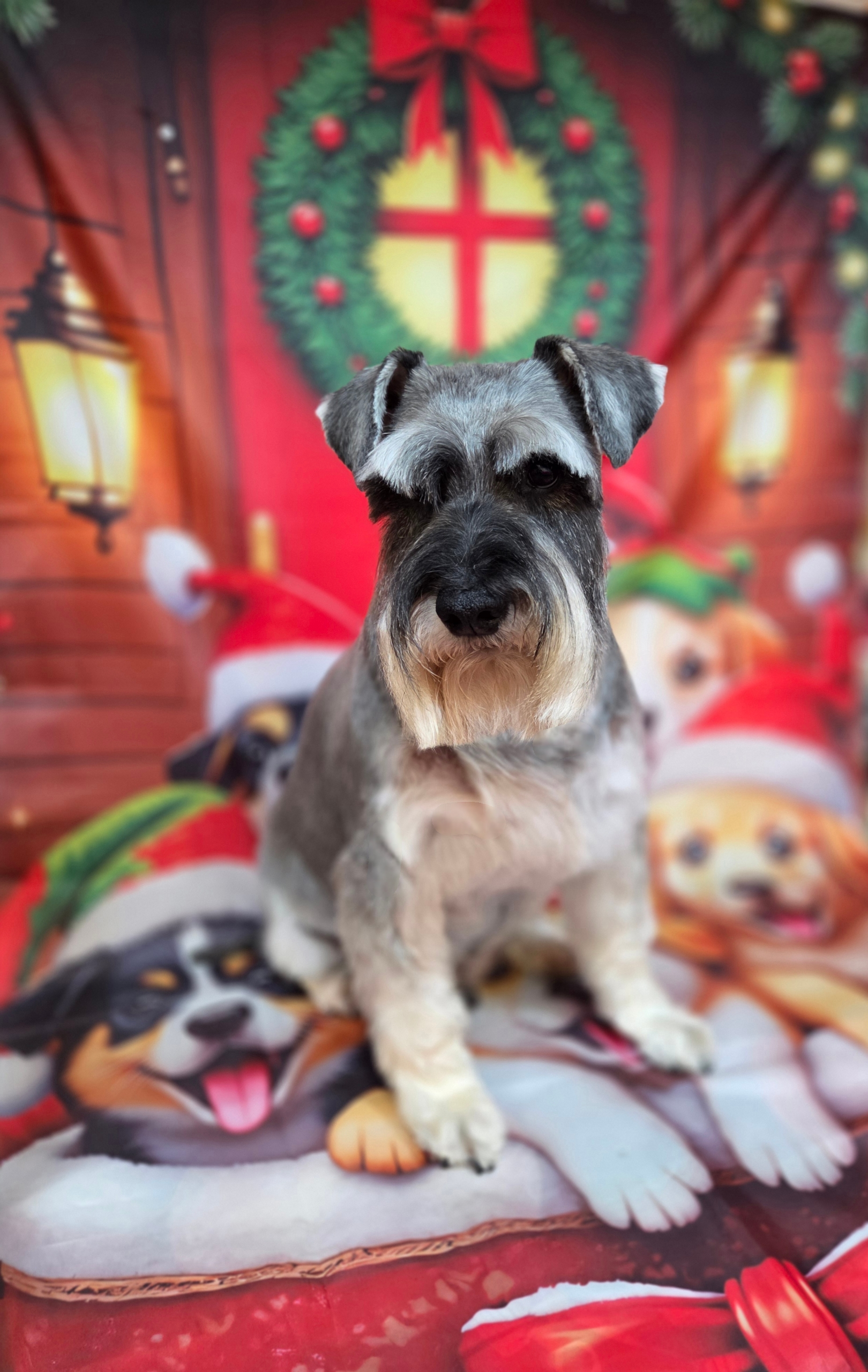 Heni's Dream Grooming galéria