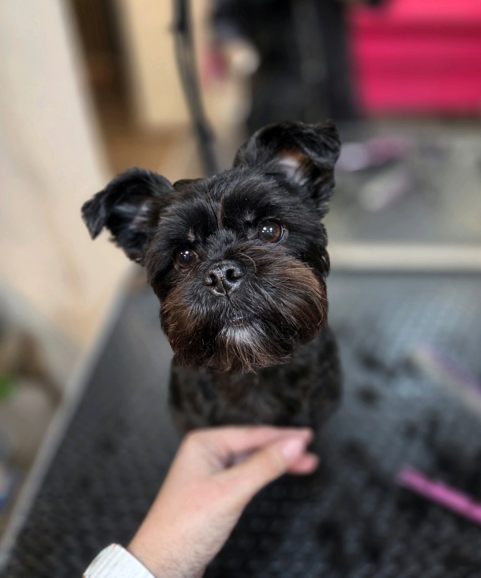 Heni's Dream Grooming galéria