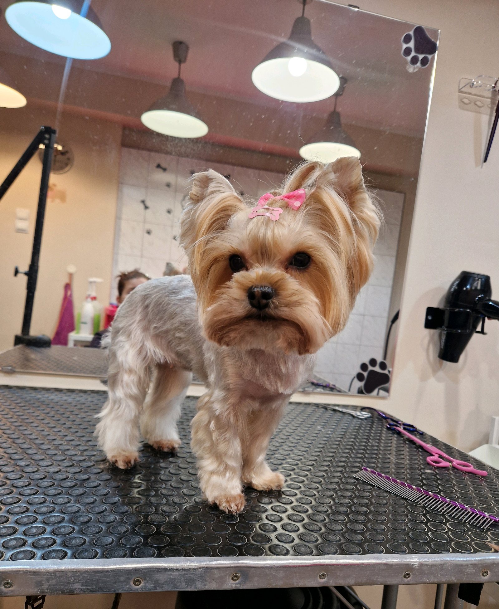 Heni's Dream Grooming galéria