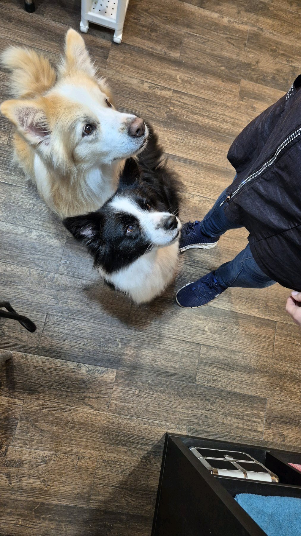 Heni's Dream Grooming galéria